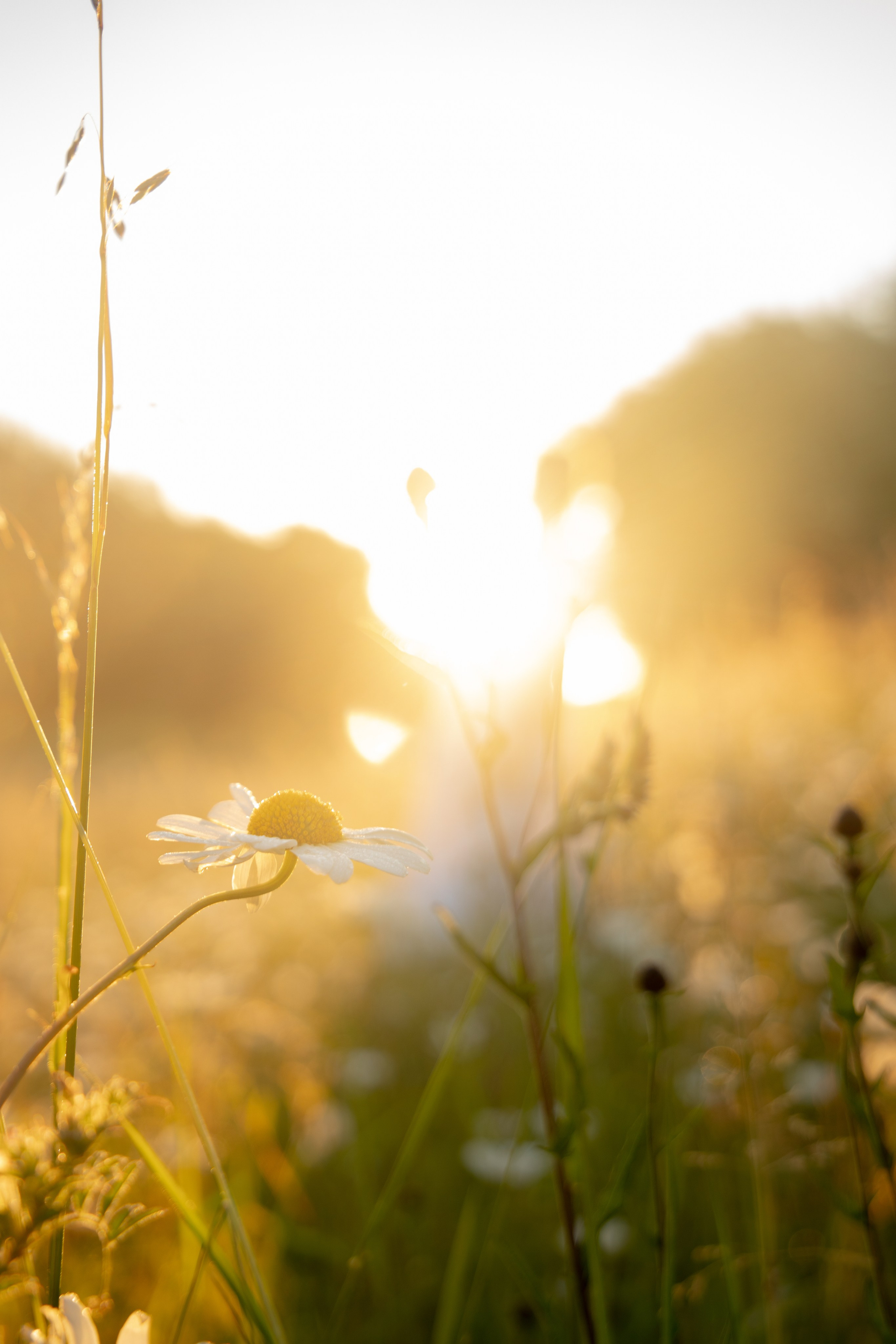 In Harmony with Nature. Natalja Poplavska — Visual artist, Photographer, East Sussex, London
