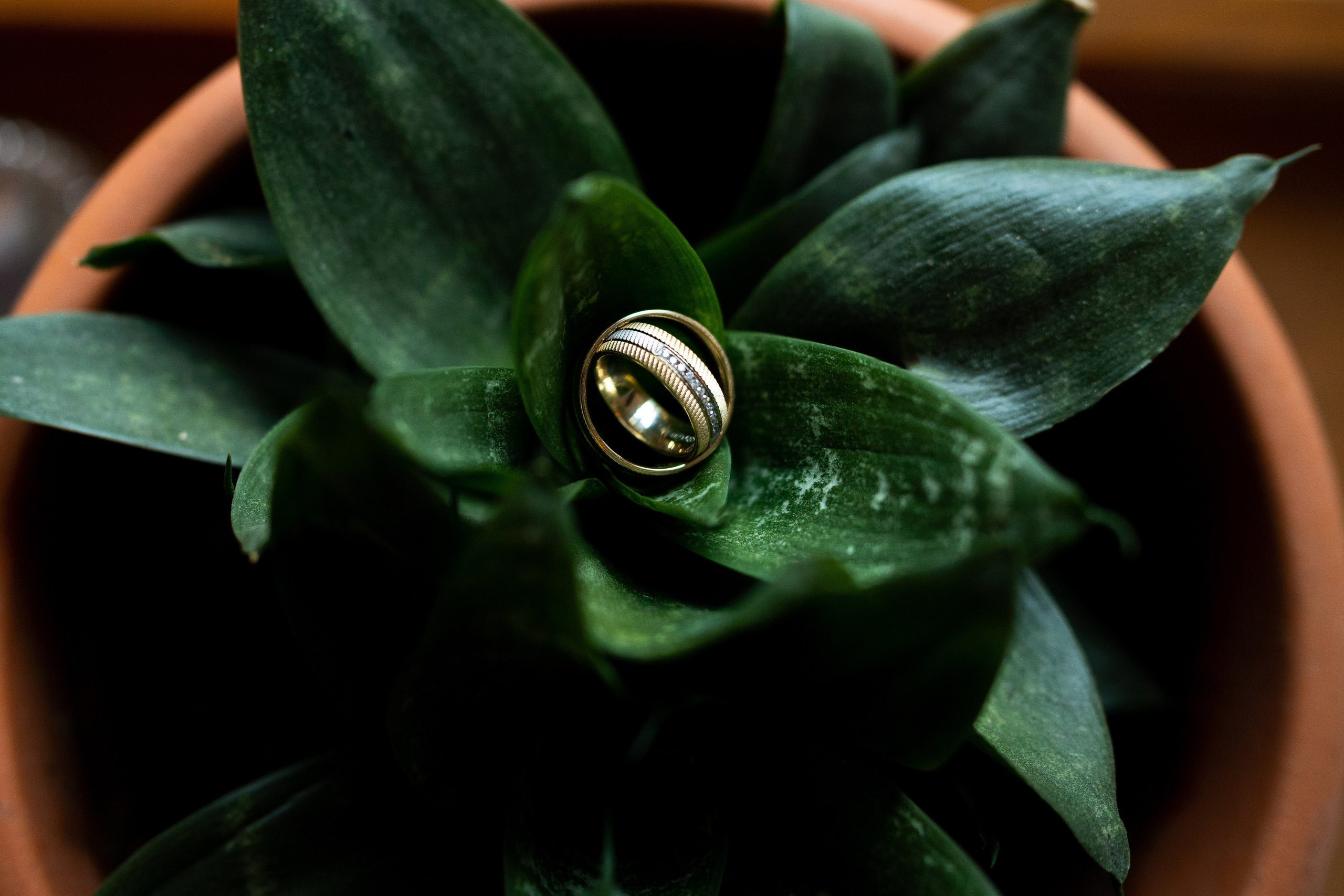 Cununie civilă Marius și Monica. Fotograf de nuntă Balint Zsolt