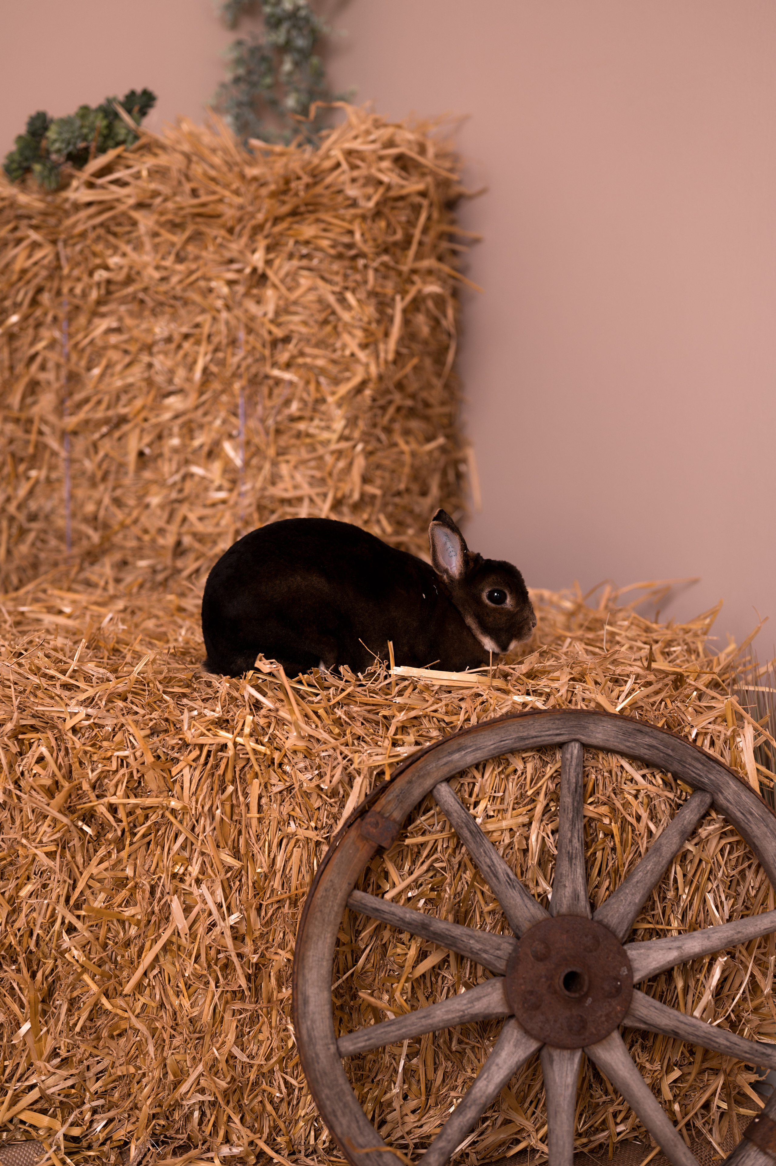 Ostern 2023. Kinder- & Familienfotograf in Gaildorf und Umgebung Valentina Vogel