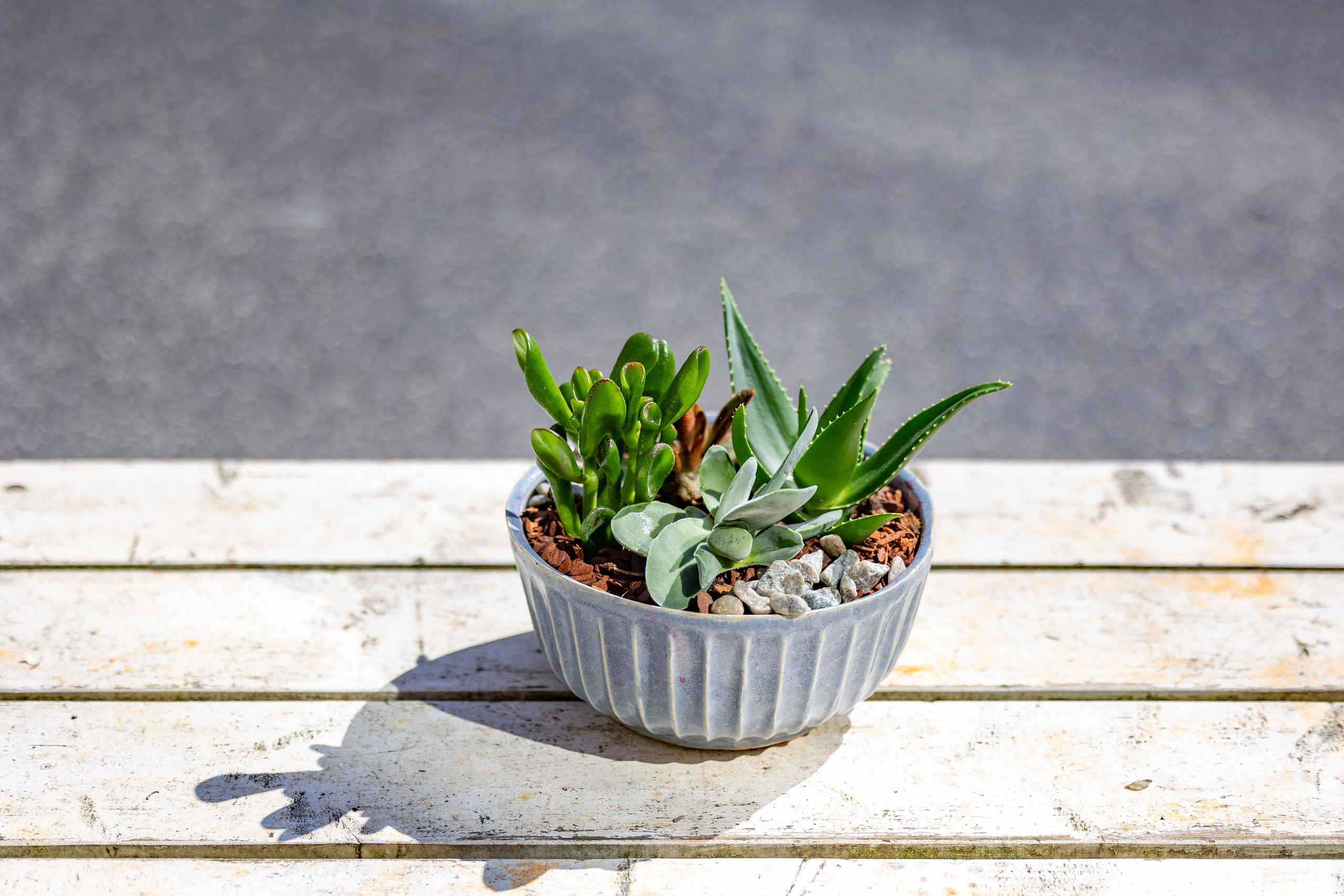 Sukkulenter er kendt for deres robusthed og evne til at trives under de fleste forhold. Lad os hjælpe dig med at skabe en lille oase i dit hjem med et personligt sukkulentarrangement.