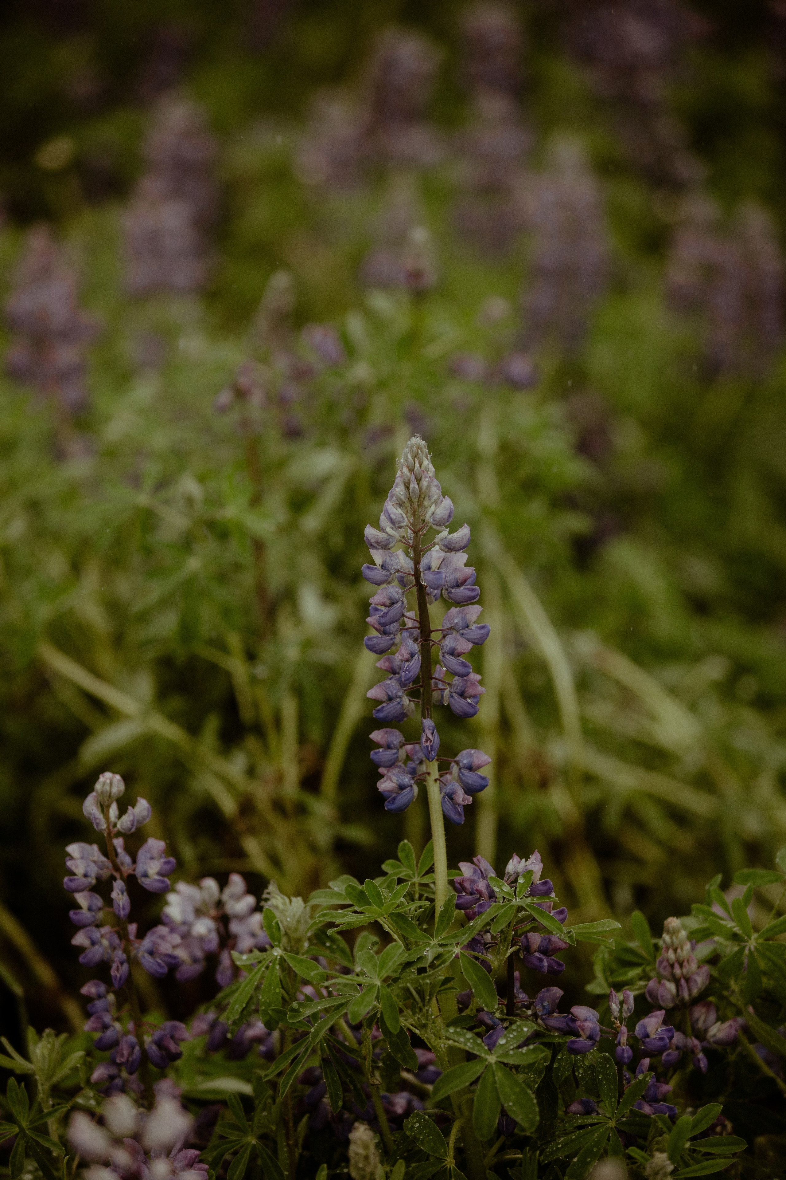 Iceland Elopement at Black Sand Beach. Iceland elopement photo and video | Nikolaichik Photo