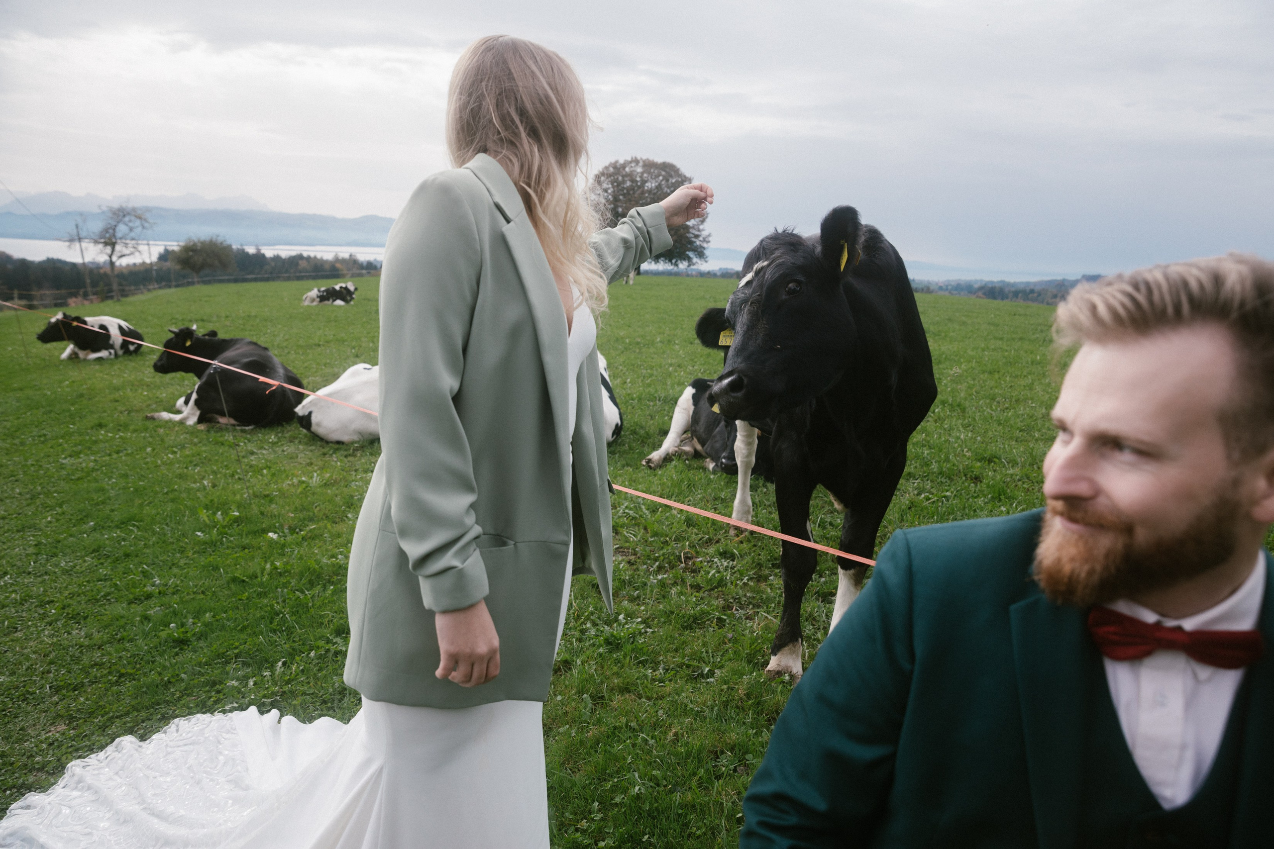 Braut streichelt Kühe bei Hochzeitsshooting nahe Weißensberger Kapelle