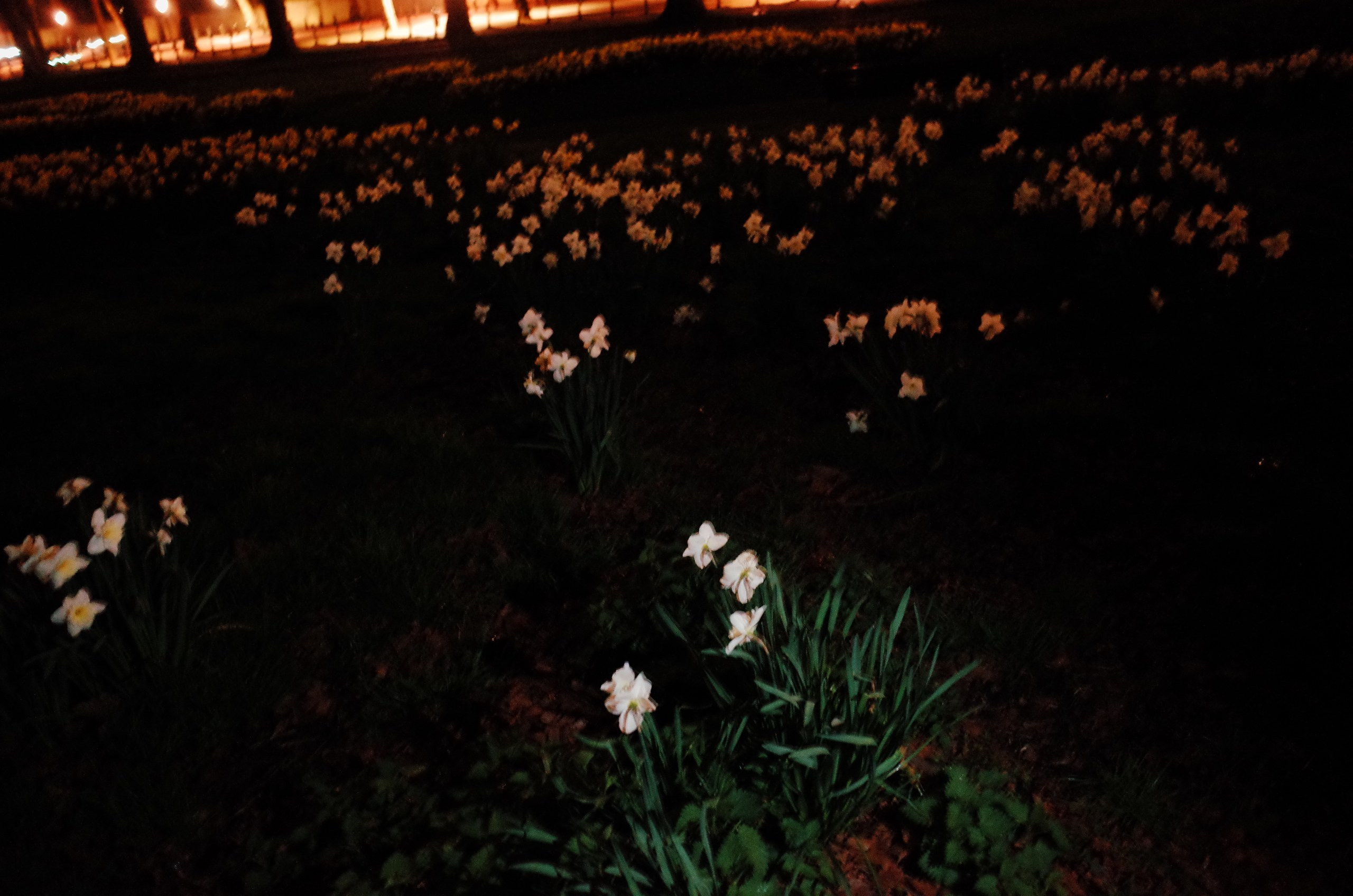 Гербарий. Виктория Дини. Арт-фотография