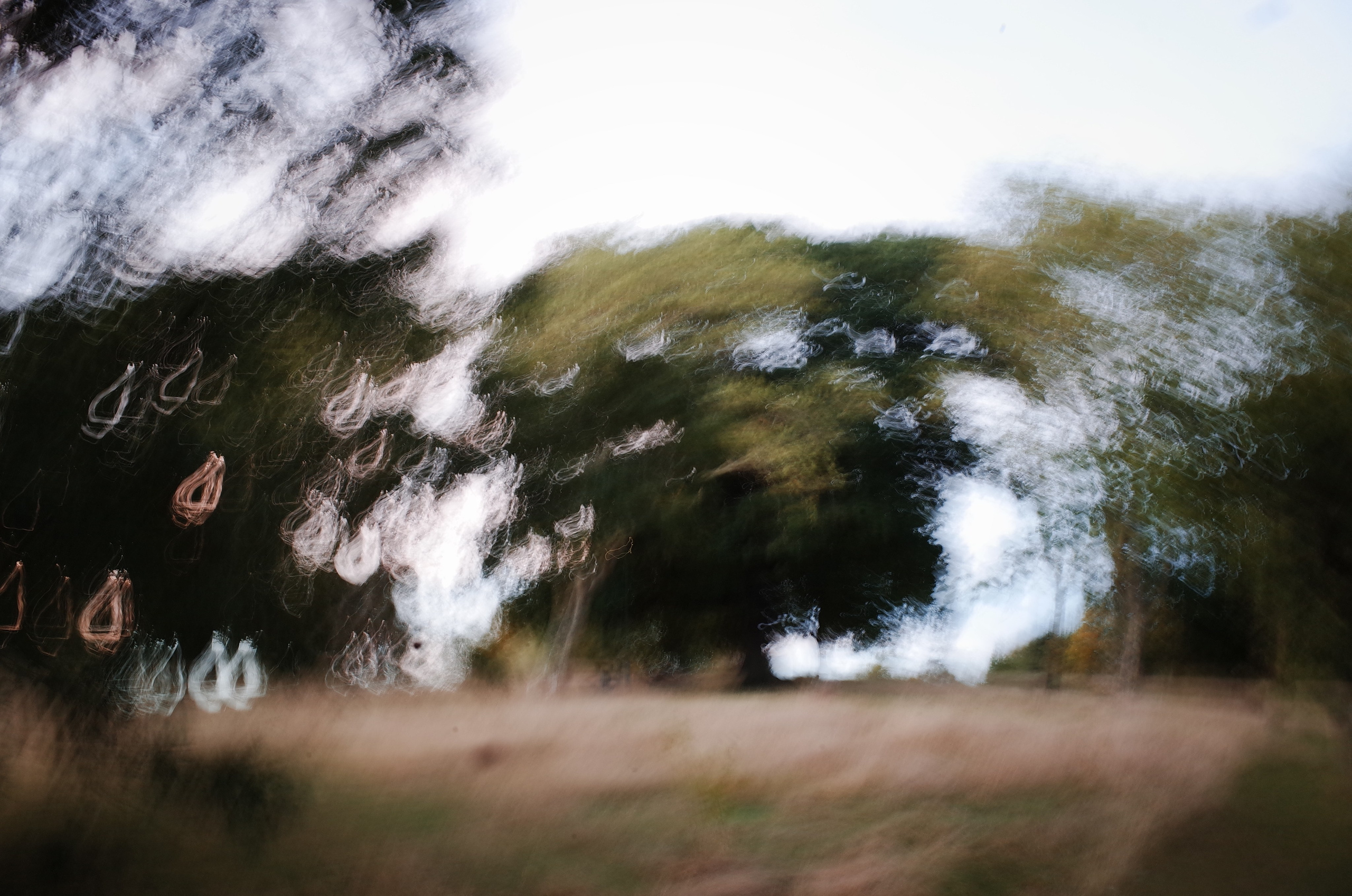 Гербарий. Виктория Дини. Арт-фотография