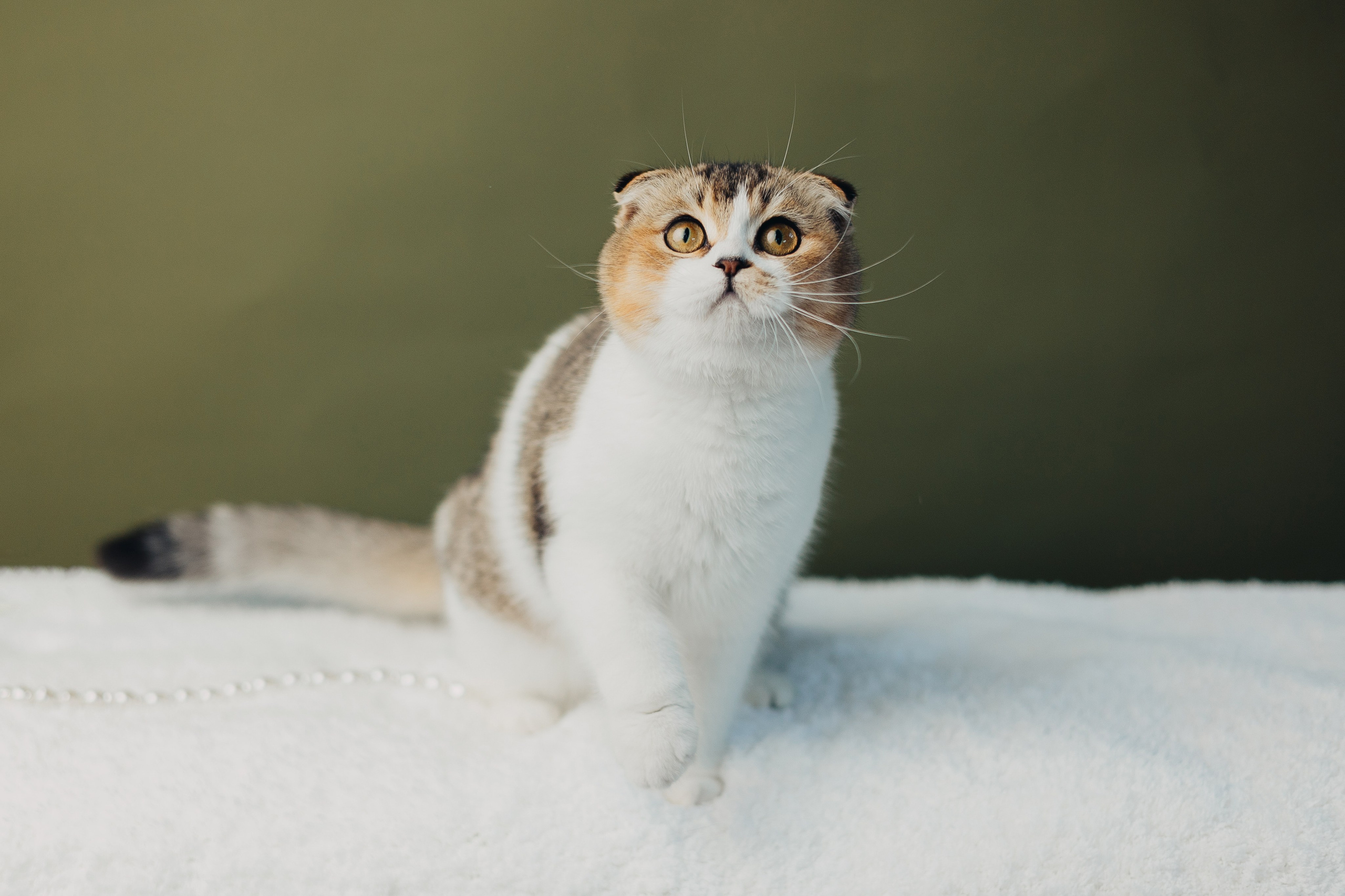 Pet photography. Photography & videography for brands. Individual shooting. Midlands, England