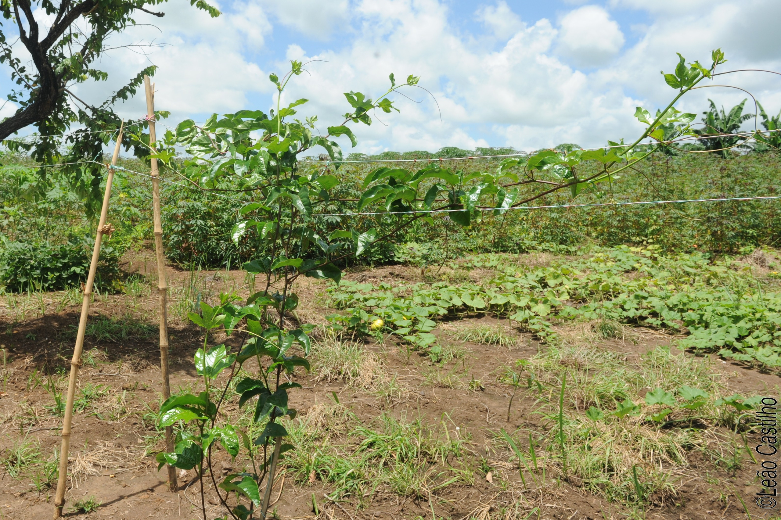 Photos of agriculture for the people of Muindi project. Simbahalu