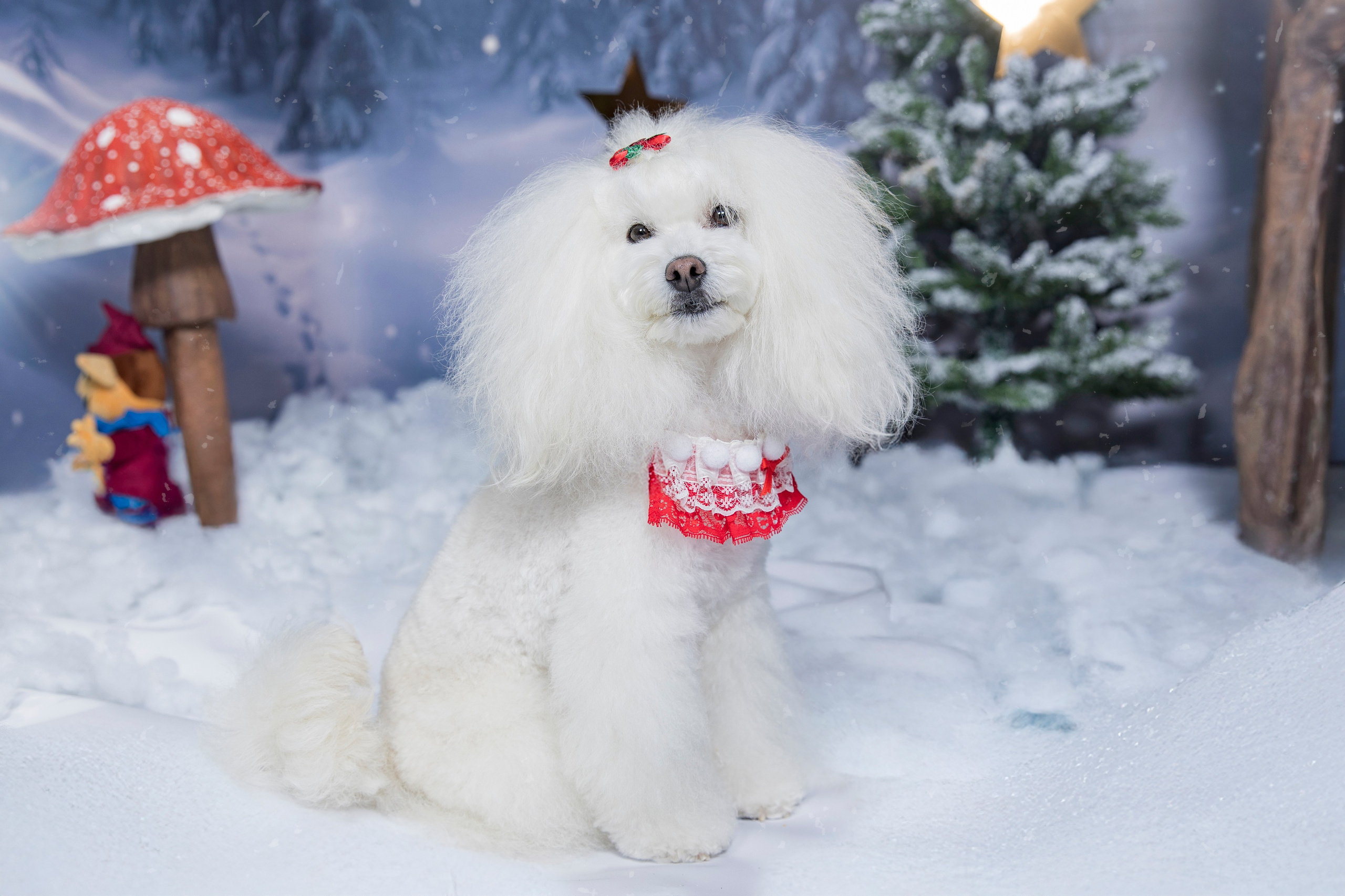 “Mascota incluida en sesión navideña junto a la familia en estudio – Rainbox Estudio”