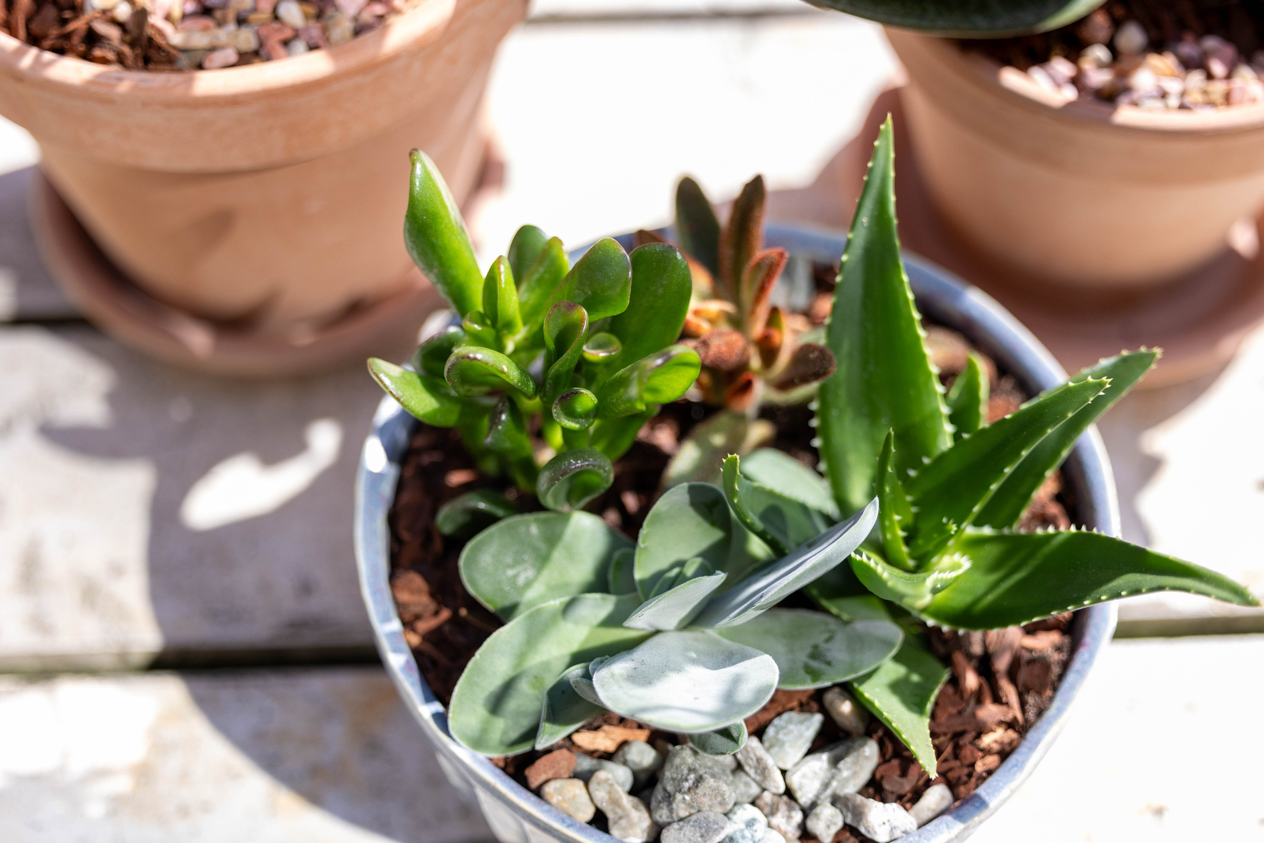 Planter er en bæredygtig gave. Ved at give en plante giver du ikke kun en smuk gave, men også en gave til miljøet.