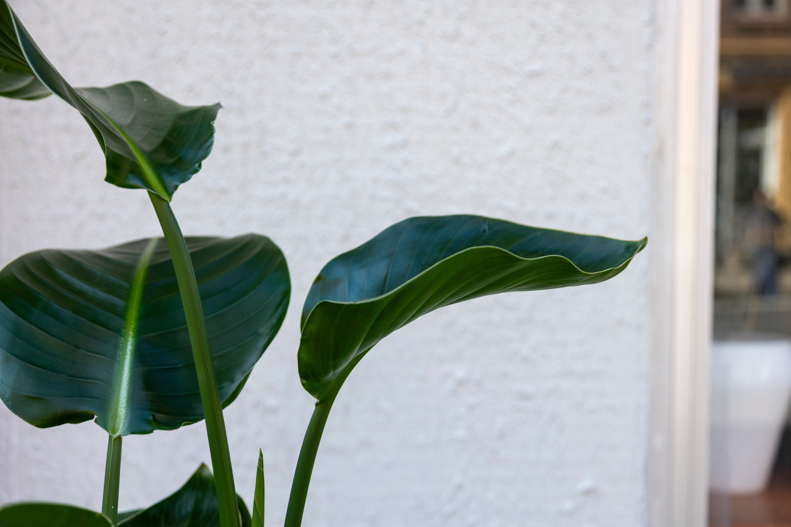 Gavekurve i Aarhus. Akropolis Blomster | Din døgn blomsterbutik i Aarhus