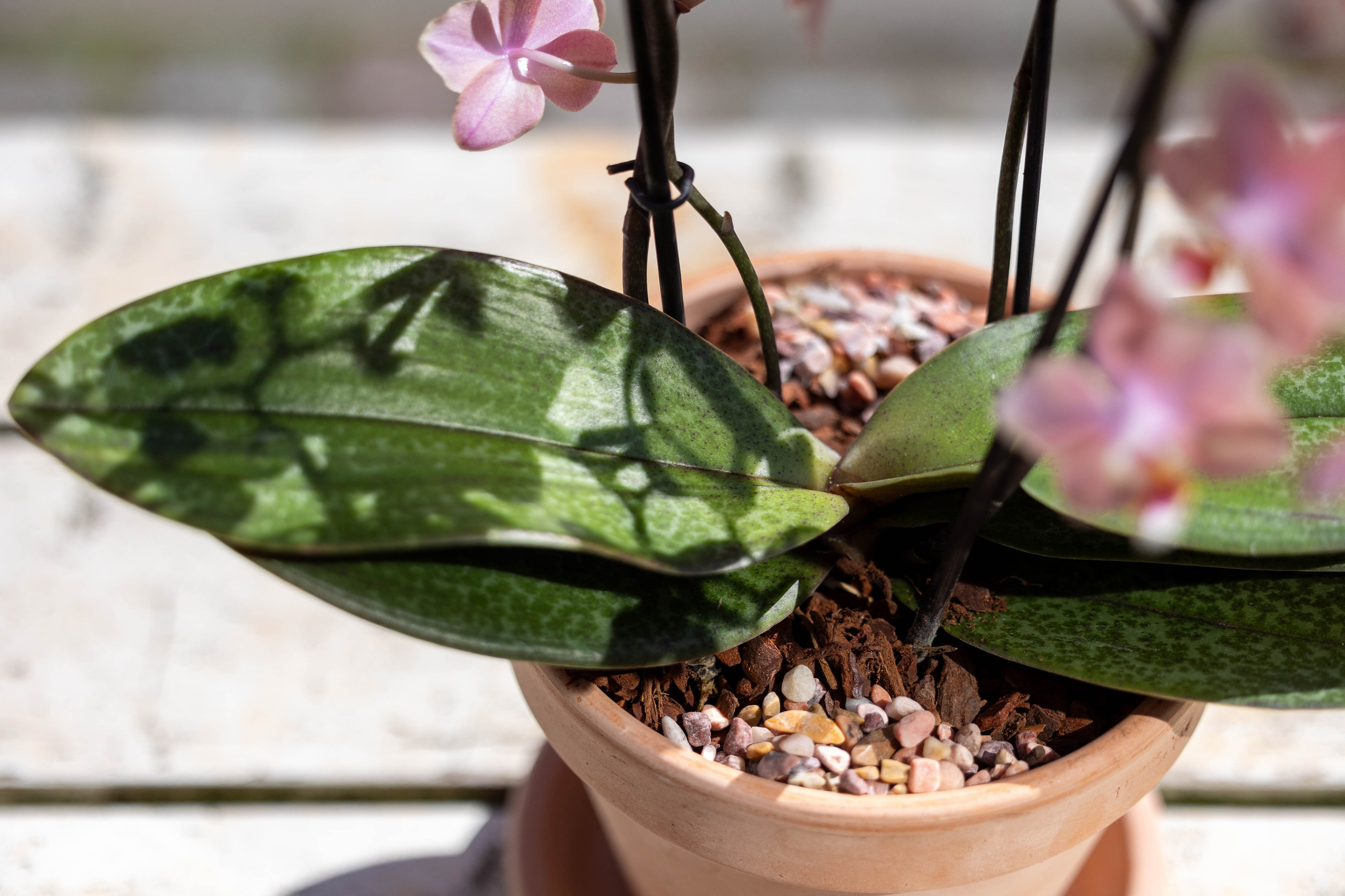 En orkide er en langtidsholdbar og nem at passe stueplante. Med de rette omgivelser vil din orkide blomstre igen og igen. Lad os guide dig til den perfekte pleje.
