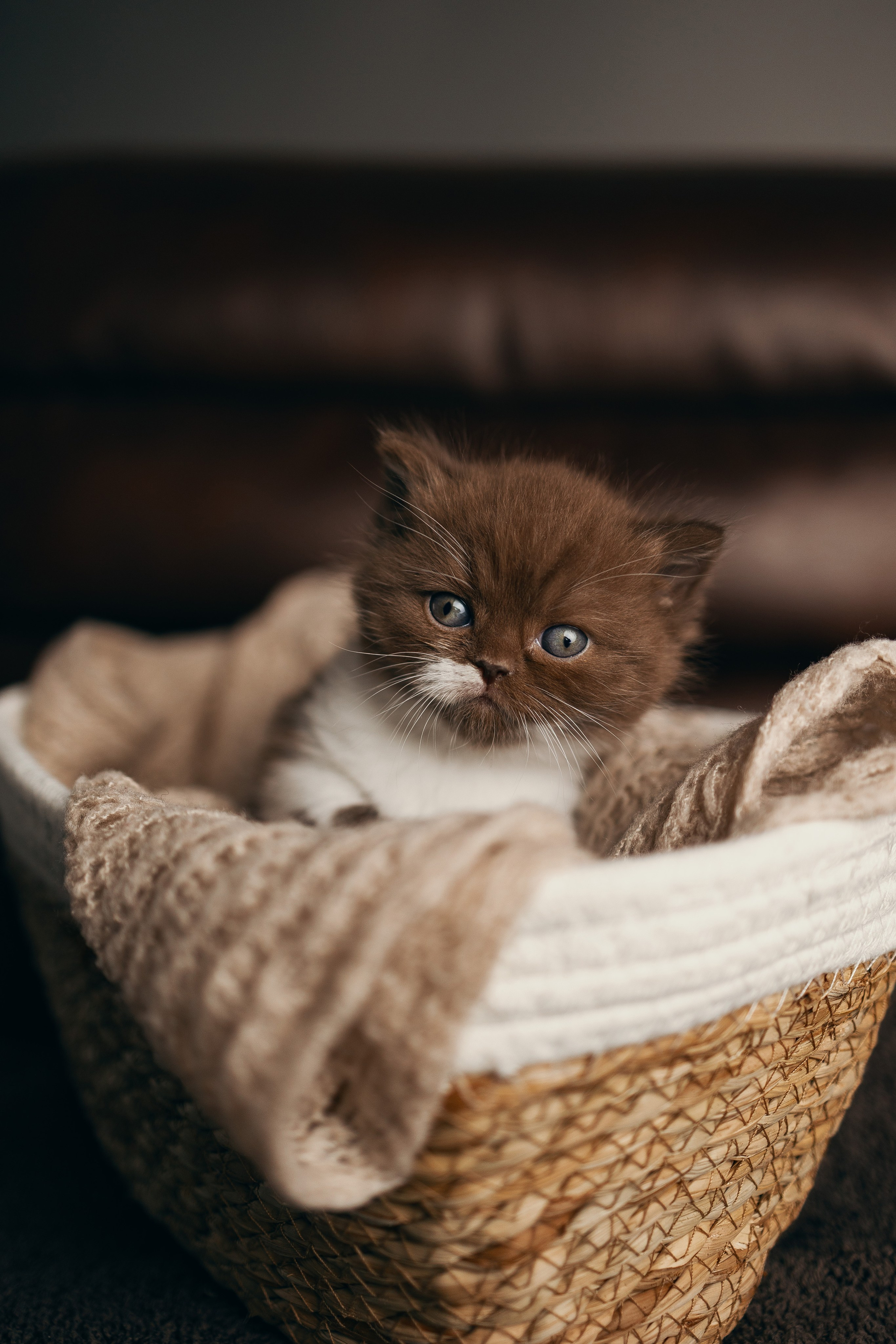 Pet photography. Photography & videography for brands. Individual shooting. Midlands, England