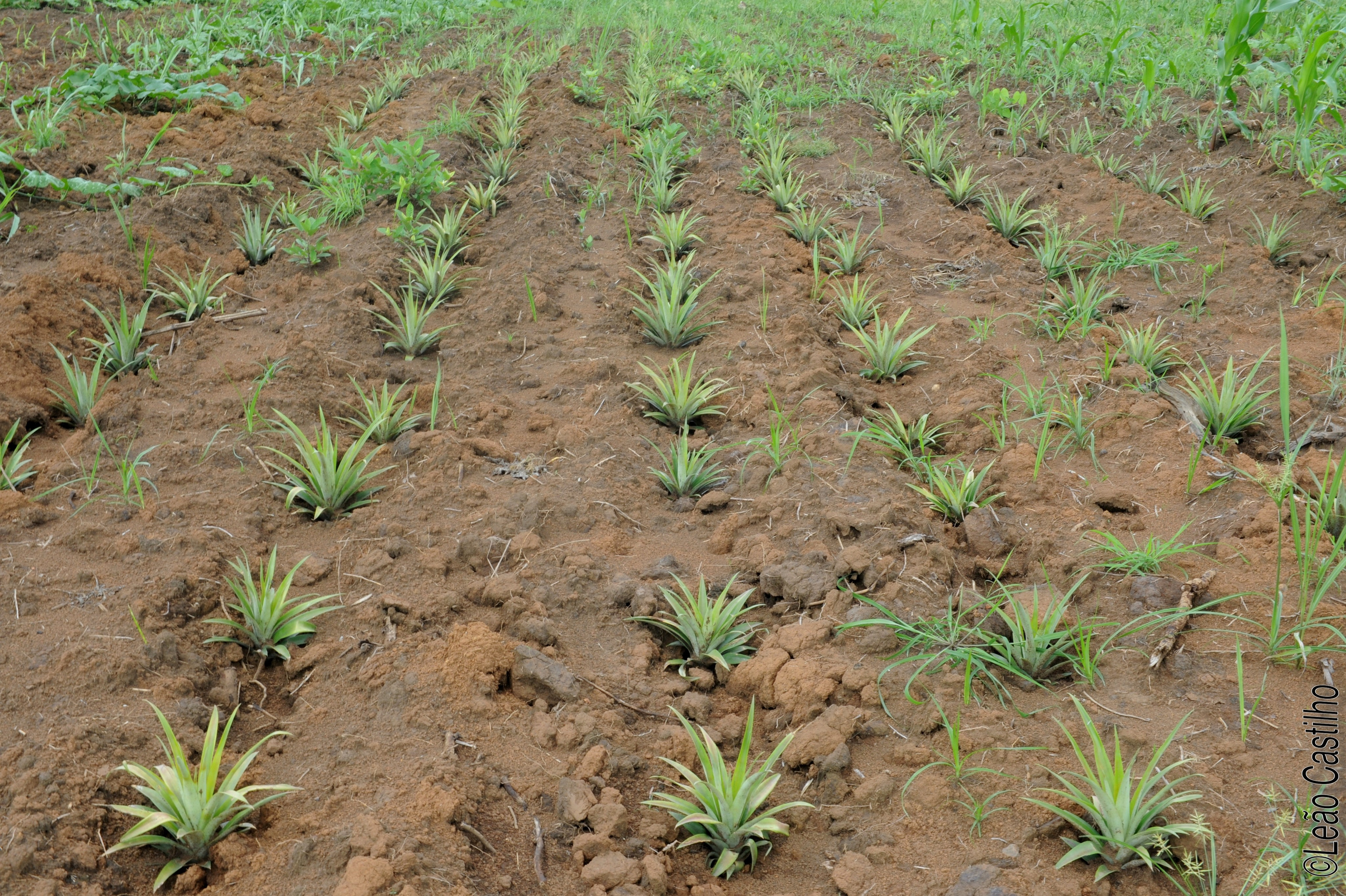 Photos of agriculture for the people of Muindi project. Simbahalu