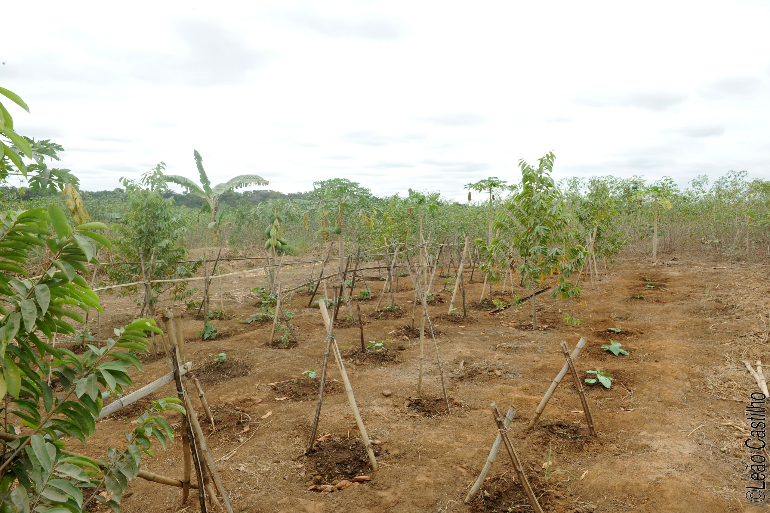 Photos of agriculture for the people of Muindi project. Simbahalu