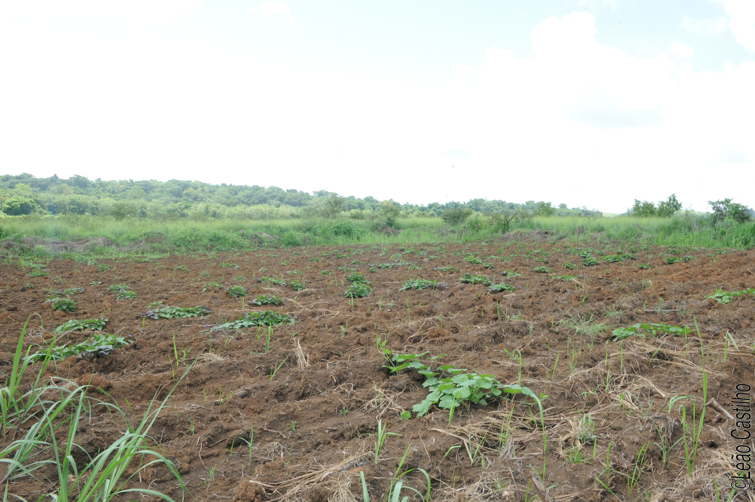 Photos of agriculture for the people of Muindi project. Simbahalu