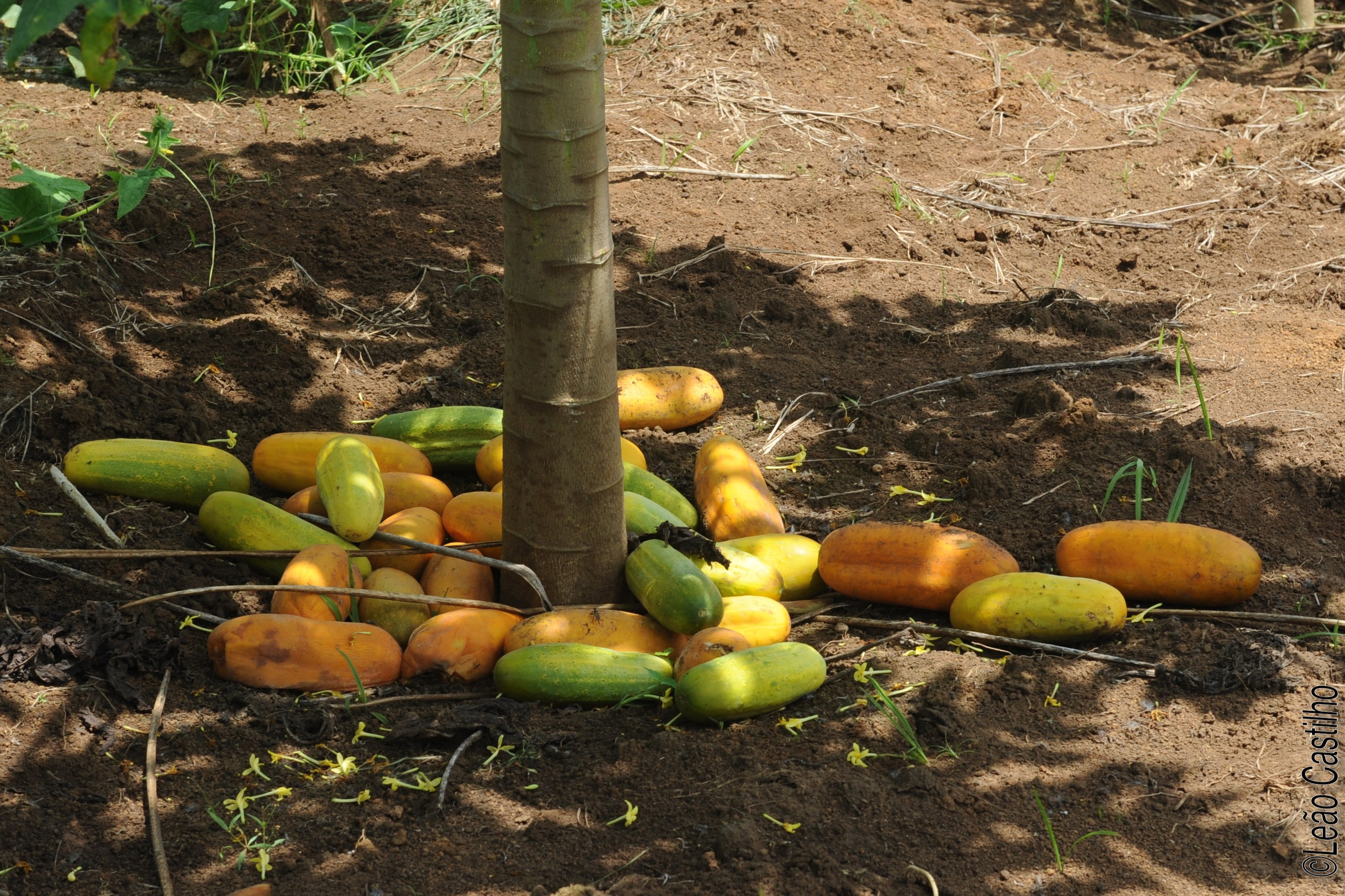 Photos of agriculture for the people of Muindi project. Simbahalu