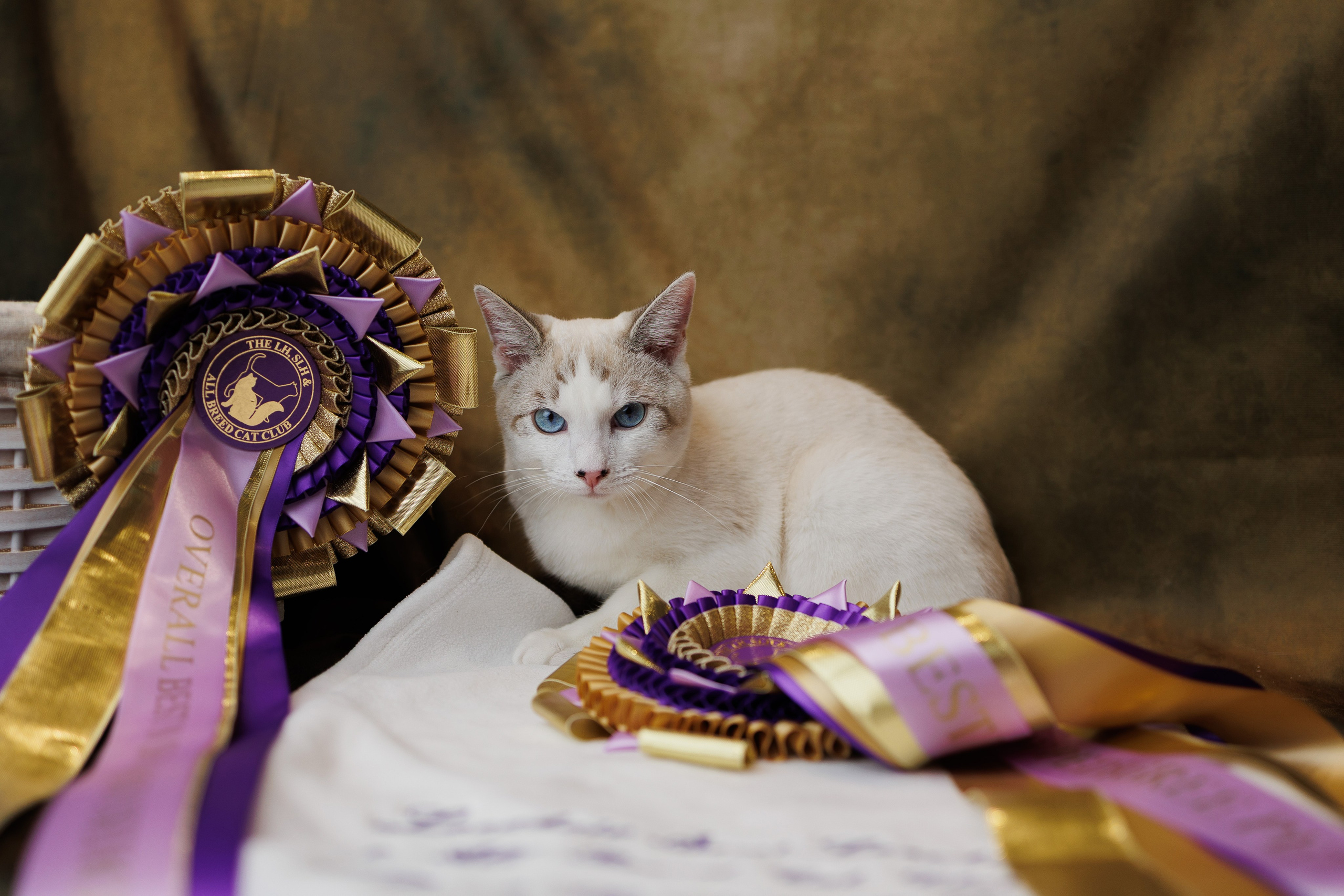 Pet photography. Photography & videography for brands. Individual shooting. Midlands, England