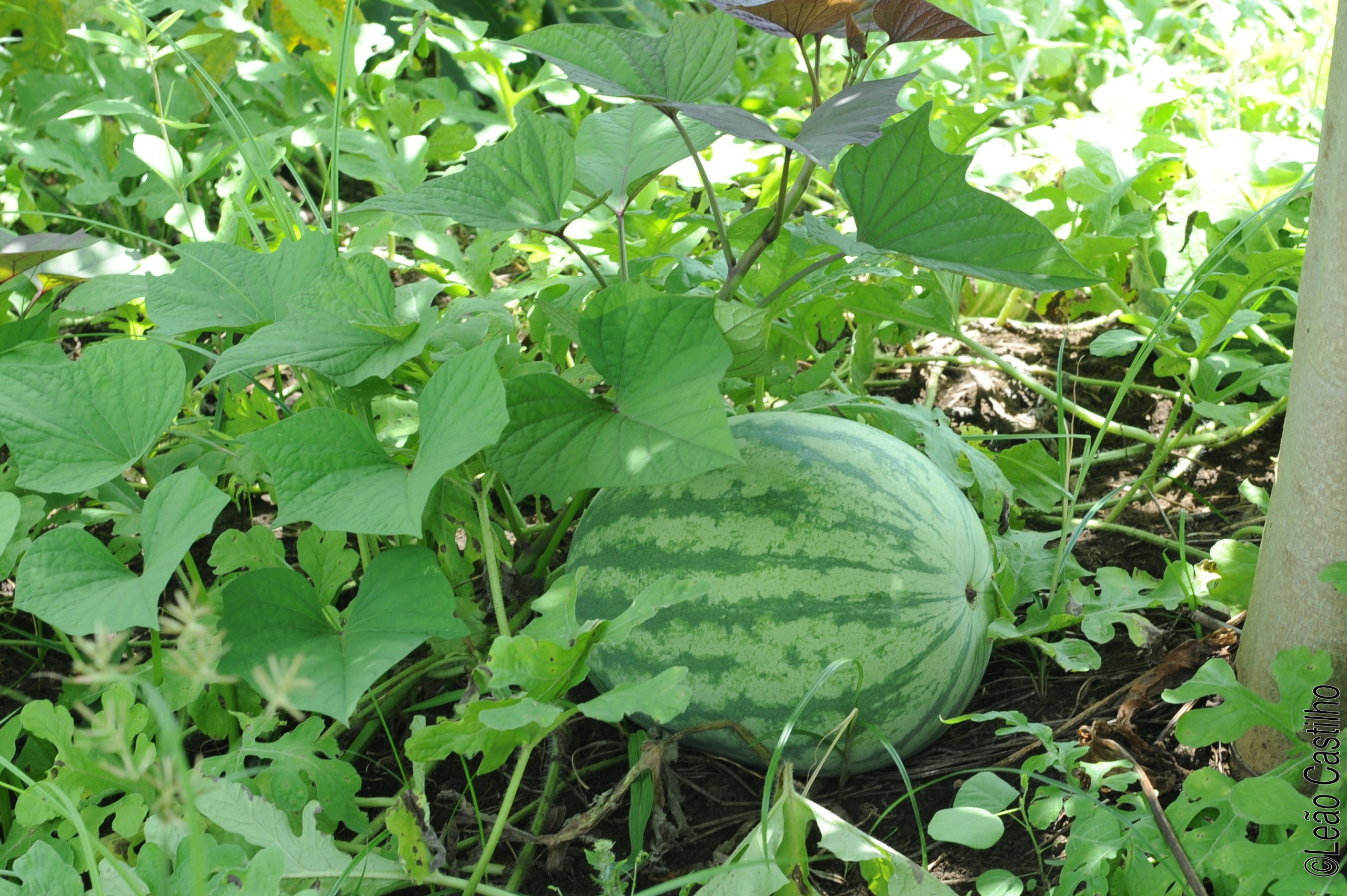 Photos of agriculture for the people of Muindi project. Simbahalu