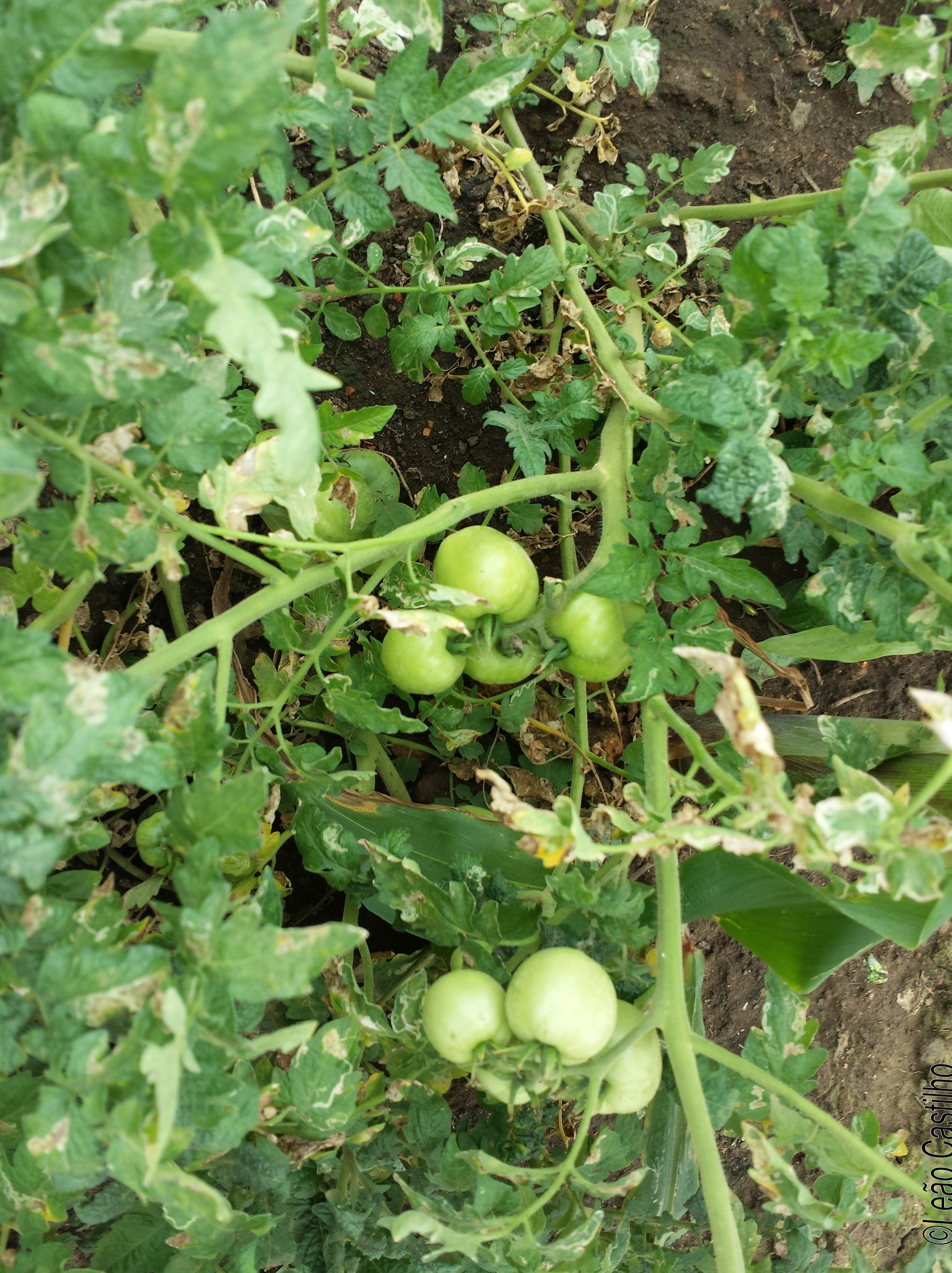 Photos of agriculture for the people of Muindi project. Simbahalu