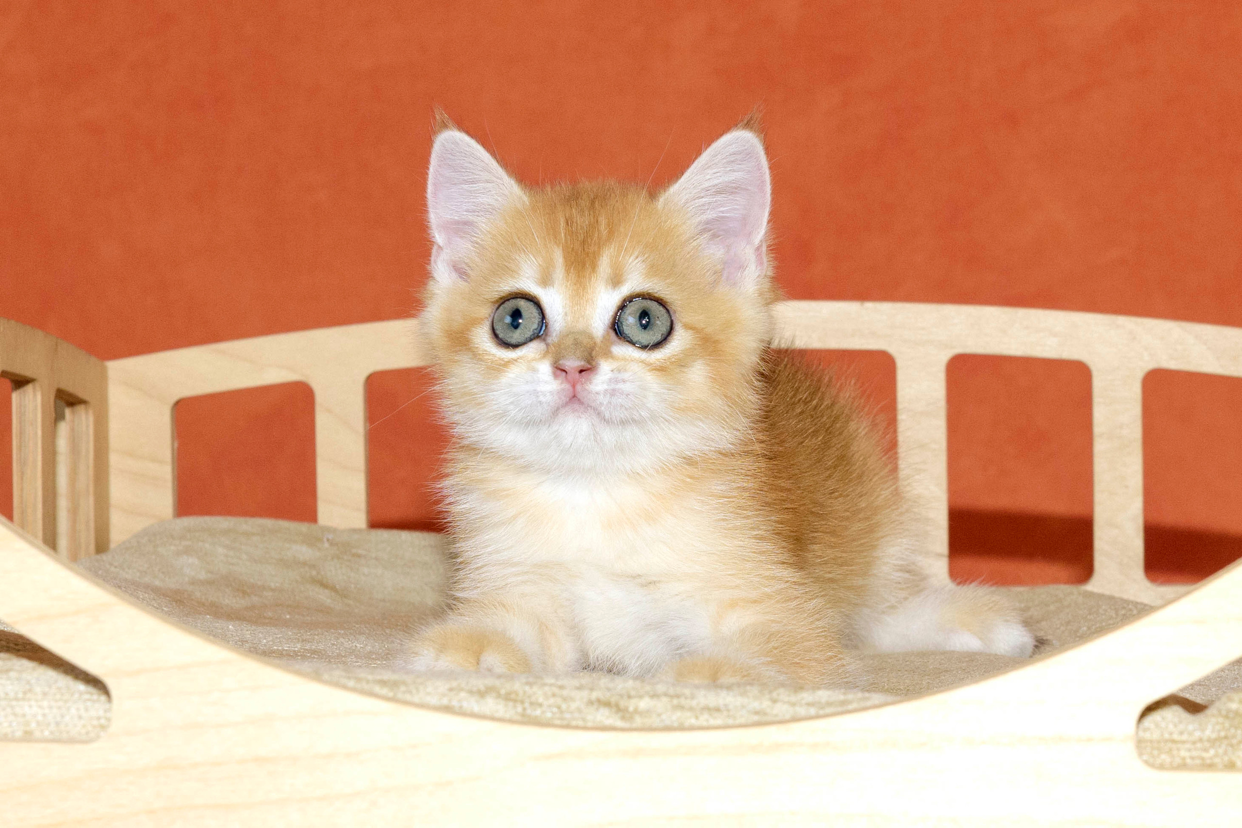 Εκτροφειο βρετανικης κοντότριχης γατας στην Ελλαδα, εκτροφειο british. Εκτροφείο βρετανικής κοντότριχης γάτας στην Ελλάδα, χρυσή βρετανική γά