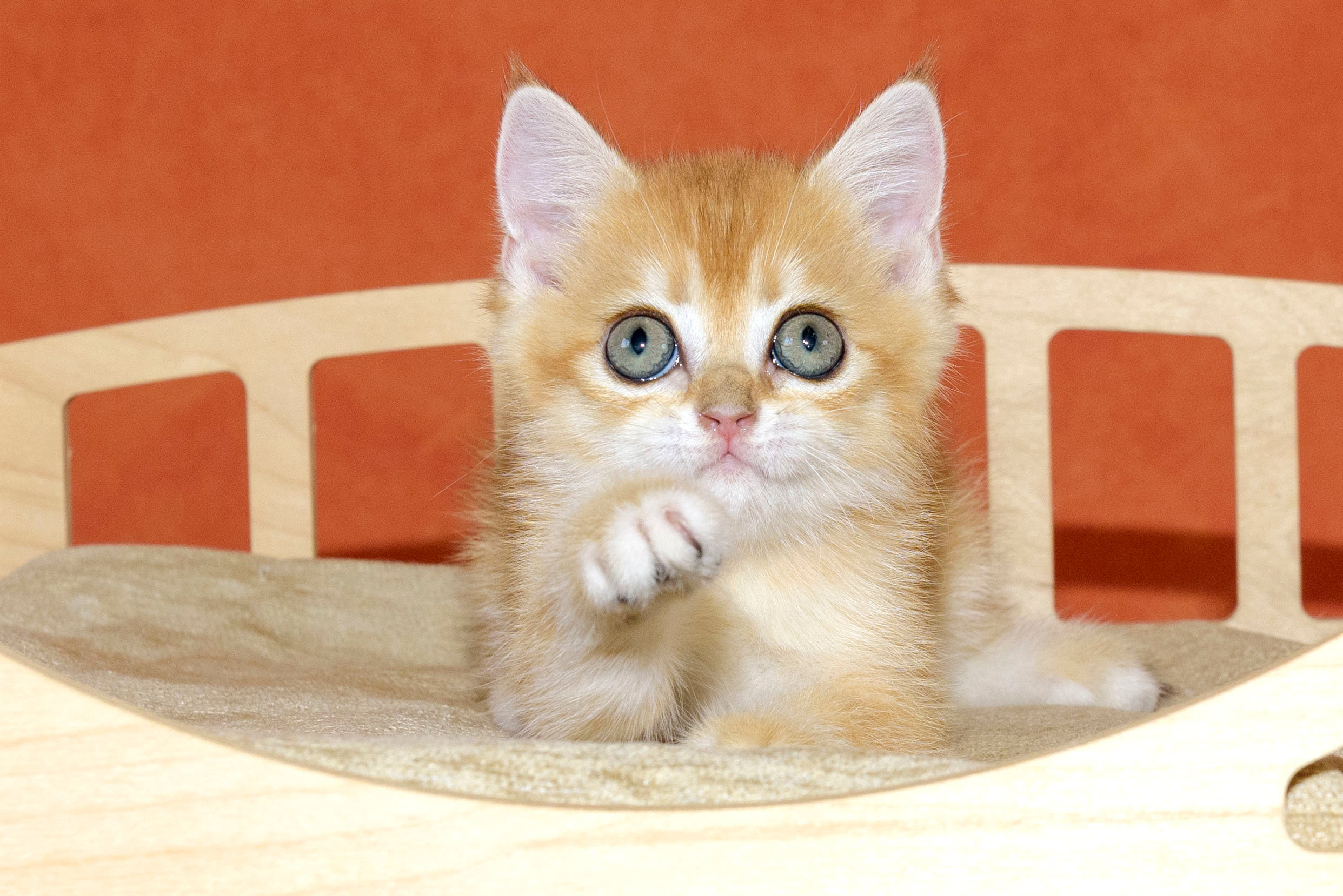 Εκτροφειο βρετανικης κοντότριχης γατας στην Ελλαδα, εκτροφειο british. Εκτροφείο βρετανικής κοντότριχης γάτας στην Ελλάδα, χρυσή βρετανική γά