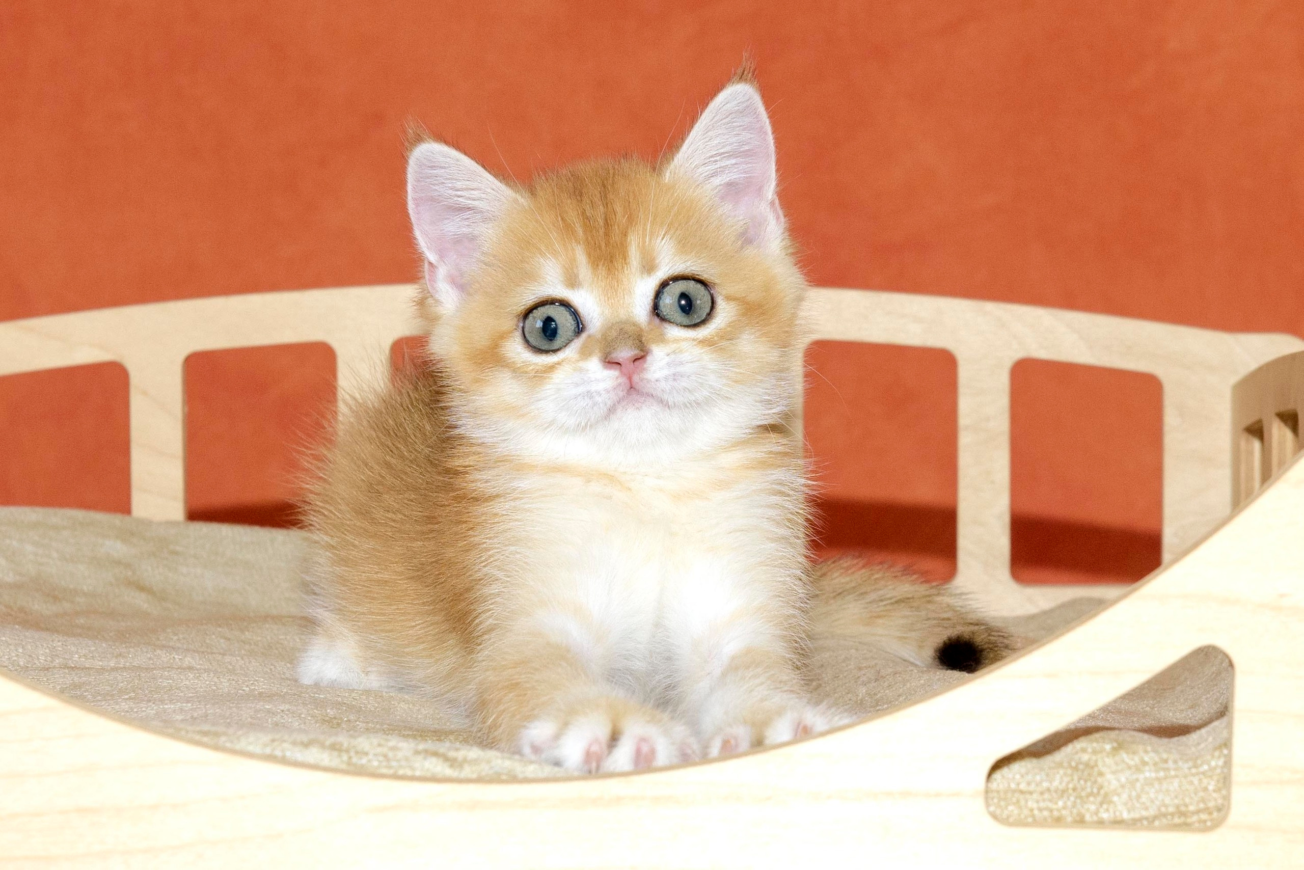 Εκτροφειο βρετανικης κοντότριχης γατας στην Ελλαδα, εκτροφειο british. Εκτροφείο βρετανικής κοντότριχης γάτας στην Ελλάδα, χρυσή βρετανική γά