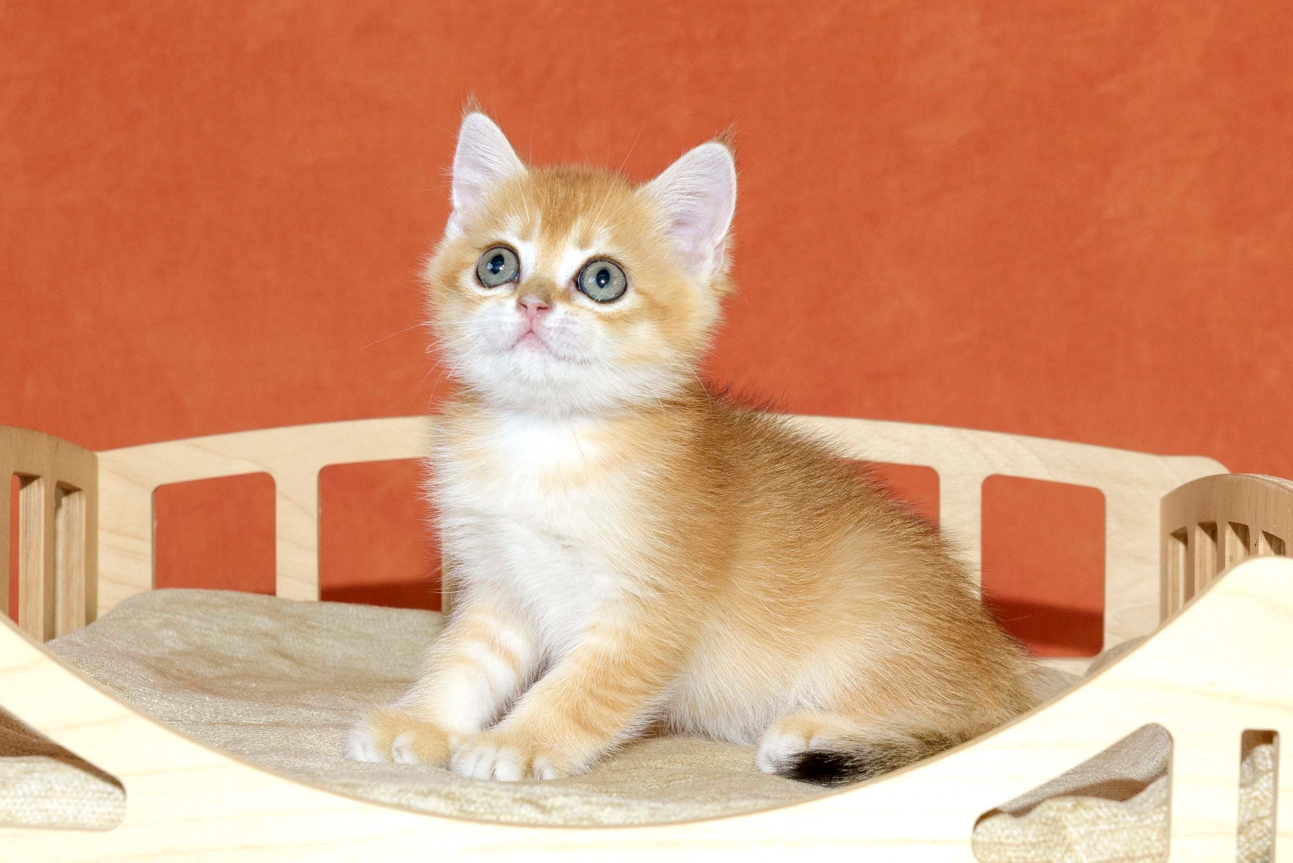 Εκτροφειο βρετανικης κοντότριχης γατας στην Ελλαδα, εκτροφειο british. Εκτροφείο βρετανικής κοντότριχης γάτας στην Ελλάδα, χρυσή βρετανική γά