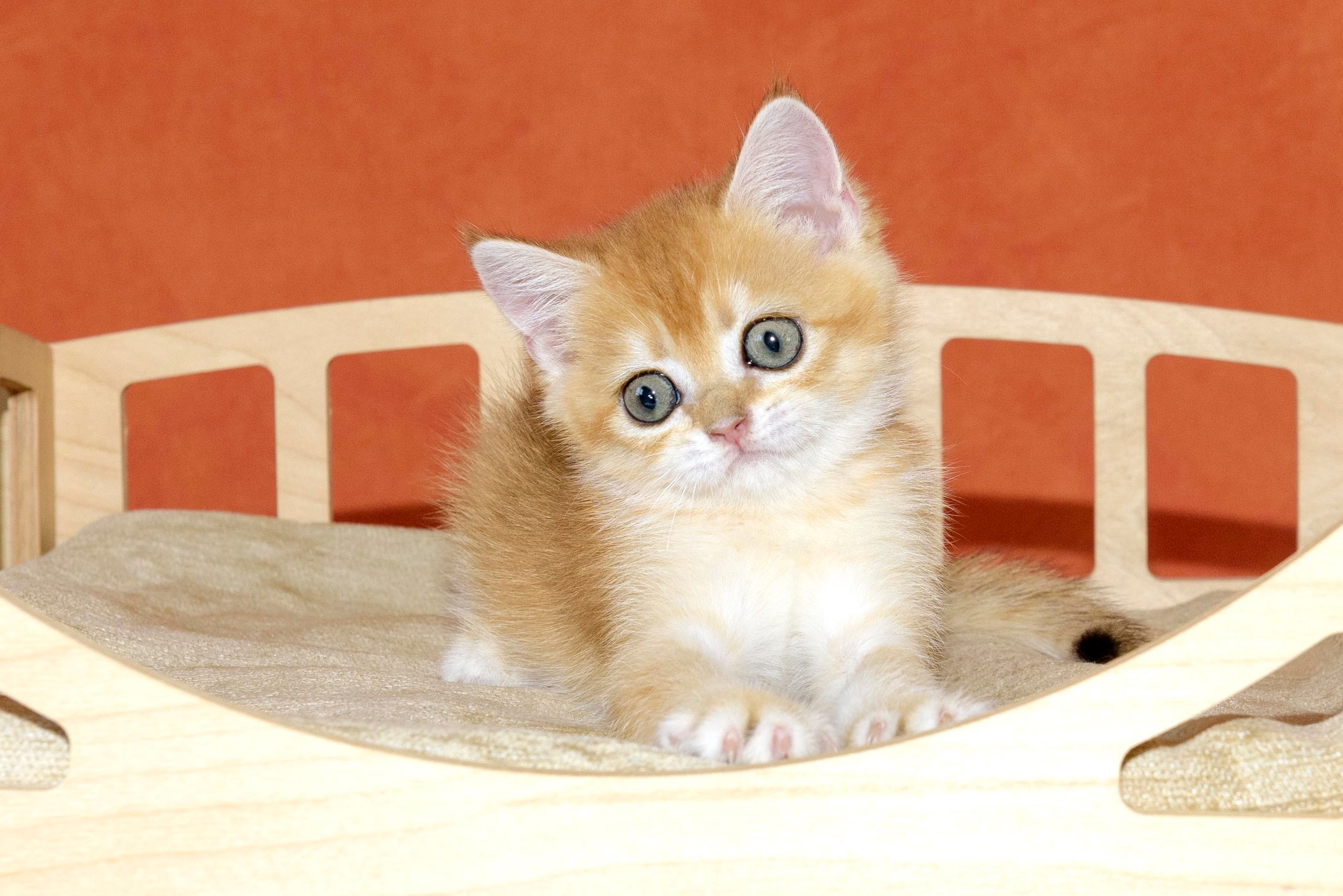 Εκτροφειο βρετανικης κοντότριχης γατας στην Ελλαδα, εκτροφειο british. Εκτροφείο βρετανικής κοντότριχης γάτας στην Ελλάδα, χρυσή βρετανική γά