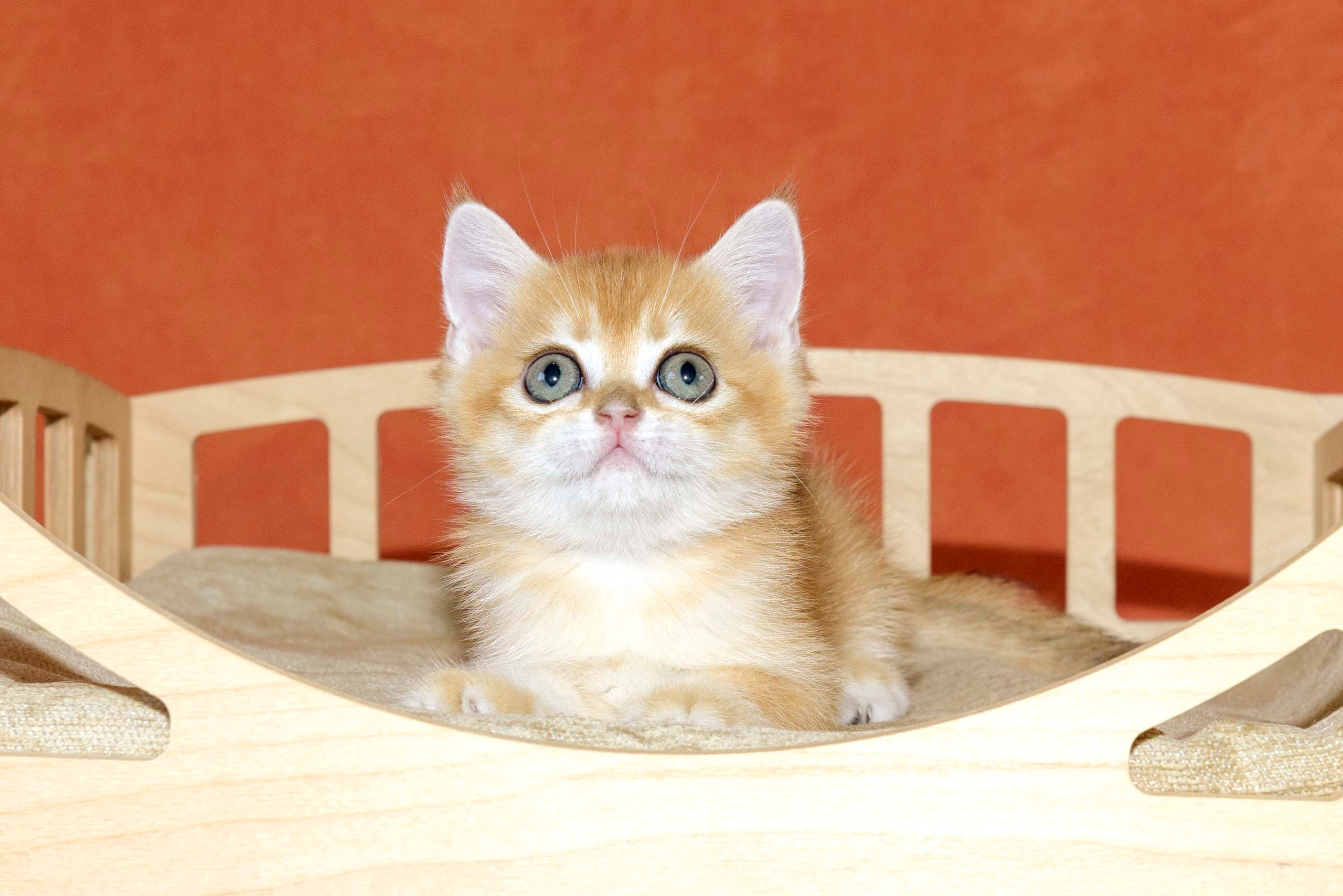 Εκτροφειο βρετανικης κοντότριχης γατας στην Ελλαδα, εκτροφειο british shorthair Αθηνα, βρετανικη κοντοτριχη τσιντσιλα, χρυση βρετανική γάτα, βρετανική κοντότριχη γάτα με pedigree, βρετανική κοντότριχη γάτα τιμή, βρετανική μακρύτριχη γάτα, εκτροφείο βρετανικής κοντότριχης γάτας στην Κύπρο, βρετανική γάτα στην Κύπρο τιμή, χρυσή βρετανική γάτα στην Κύπρο, χρυσή βρετανική γάτα Λεμεσός