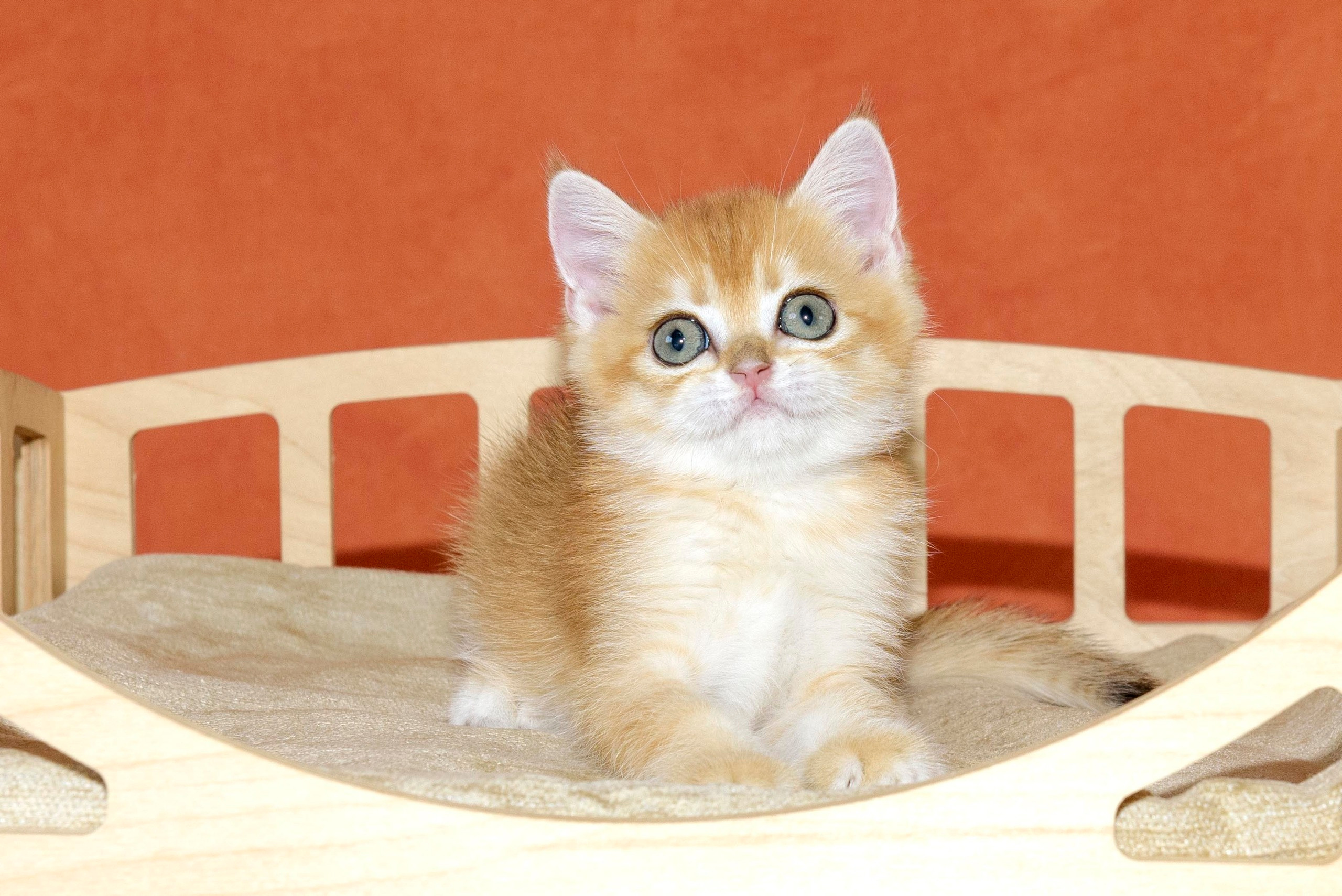 Εκτροφειο βρετανικης κοντότριχης γατας στην Ελλαδα, εκτροφειο british. Εκτροφείο βρετανικής κοντότριχης γάτας στην Ελλάδα, χρυσή βρετανική γά