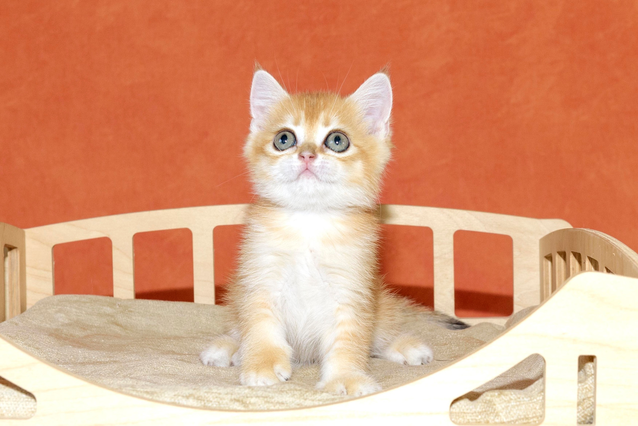 Εκτροφειο βρετανικης κοντότριχης γατας στην Ελλαδα, εκτροφειο british. Εκτροφείο βρετανικής κοντότριχης γάτας στην Ελλάδα, χρυσή βρετανική γά