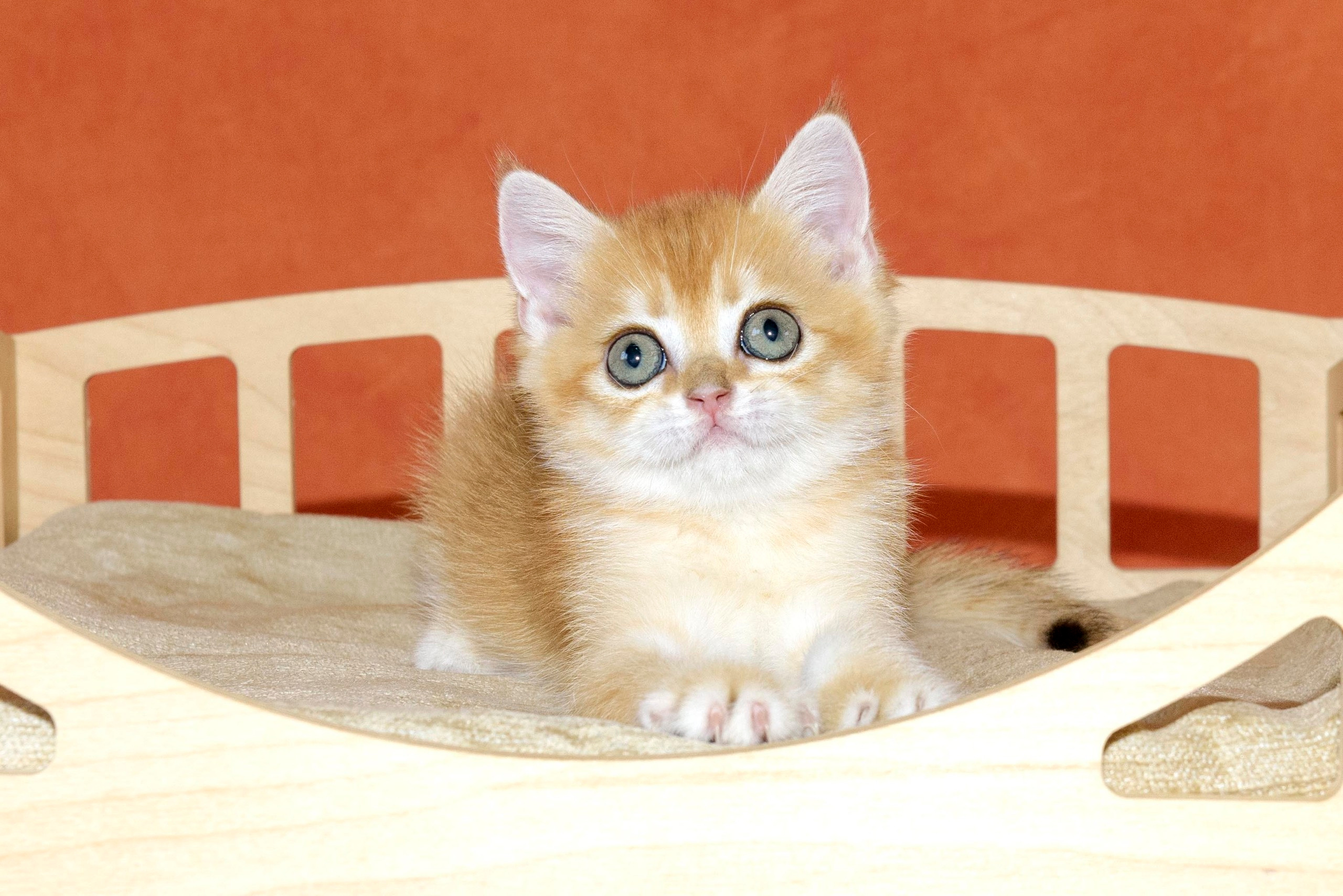 Εκτροφειο βρετανικης κοντότριχης γατας στην Ελλαδα, εκτροφειο british. Εκτροφείο βρετανικής κοντότριχης γάτας στην Ελλάδα, χρυσή βρετανική γά