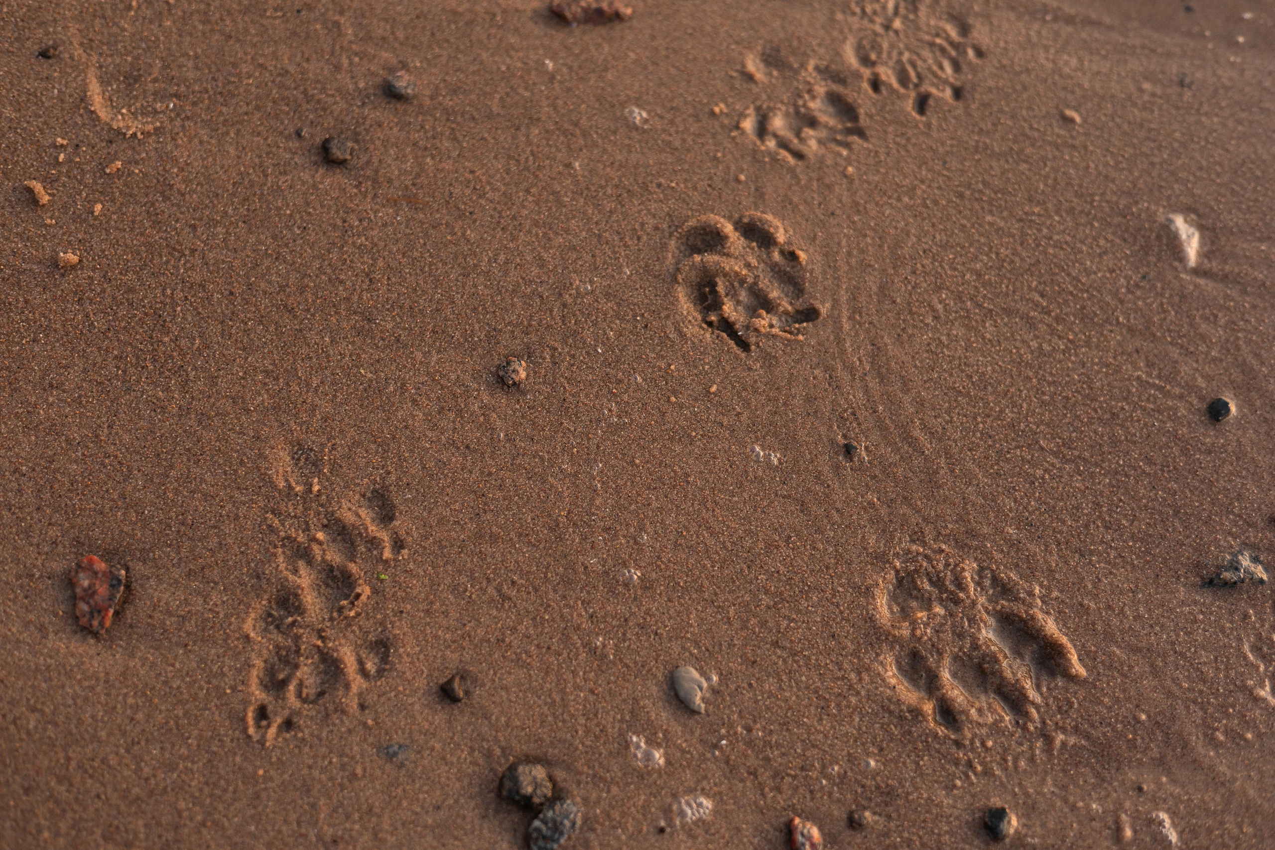 Фотограф-анималист | Белград