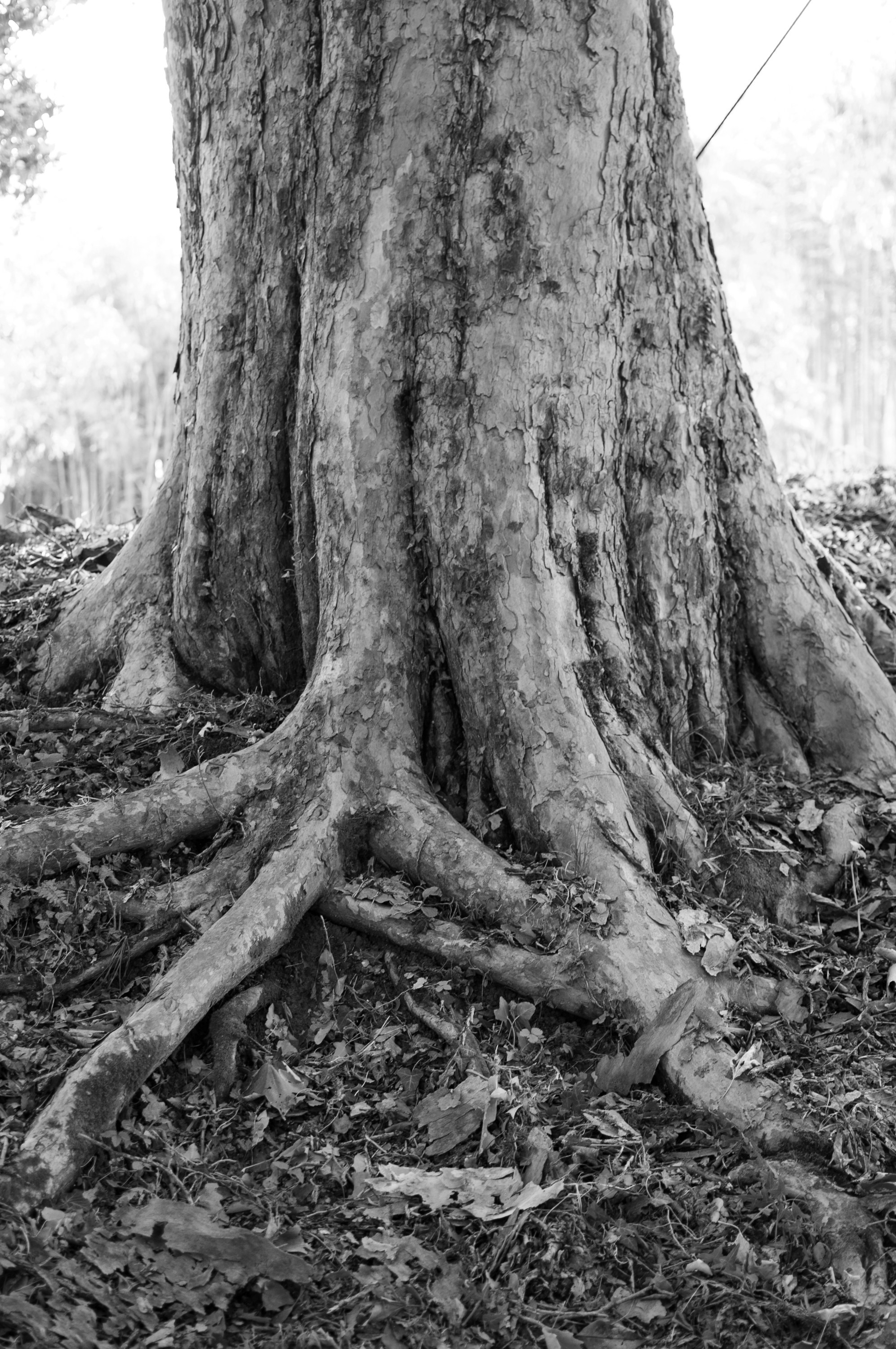 Under the Phasis' Sun. Mayya Kelova artist