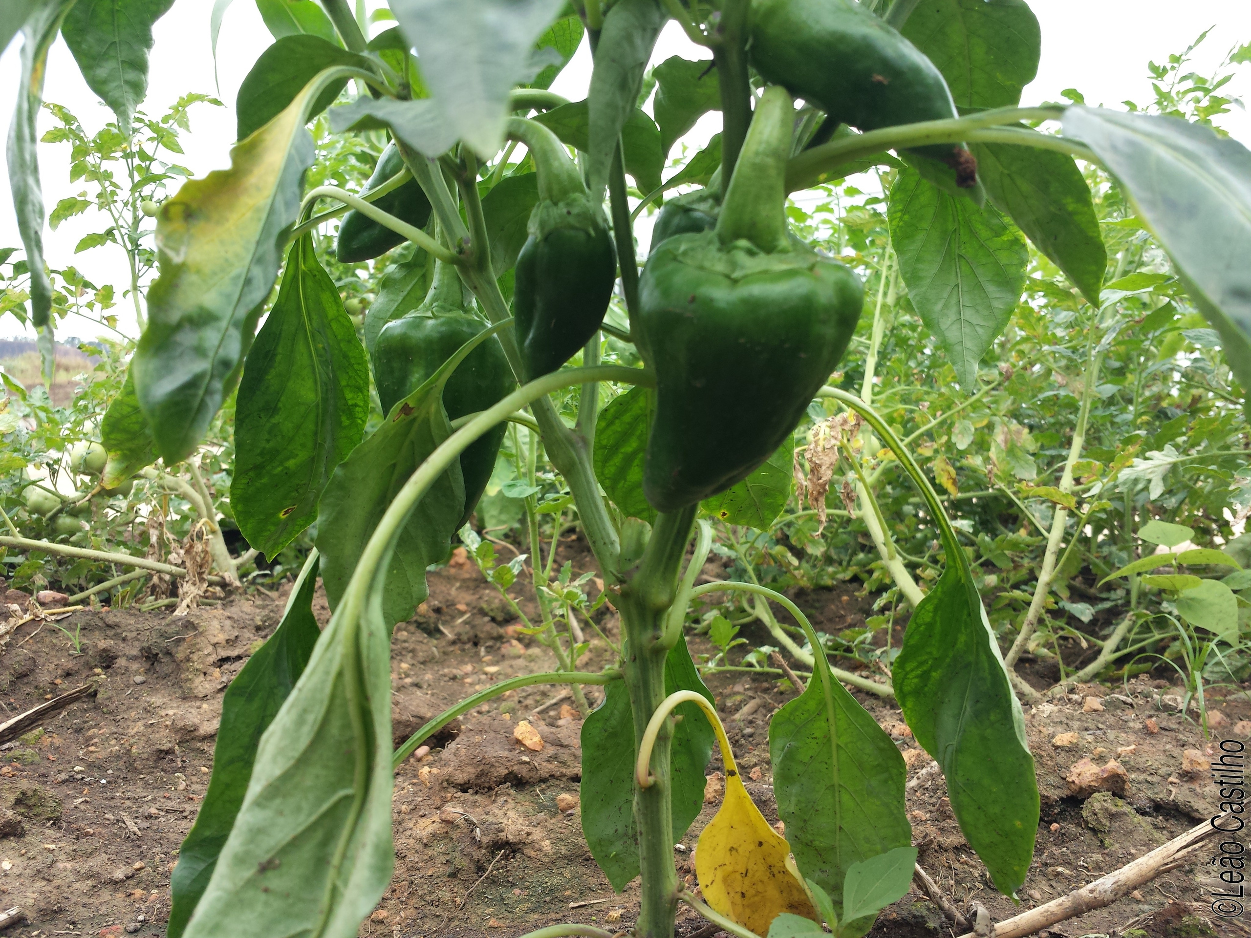 Photos of agriculture for the people of Muindi project. Simbahalu