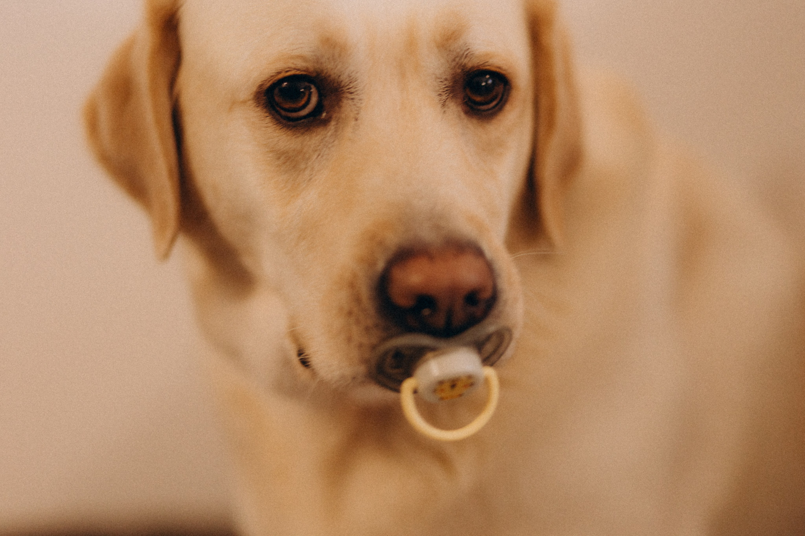 Contact. Семейный фотограф во Франции (Мец, Люксембург)