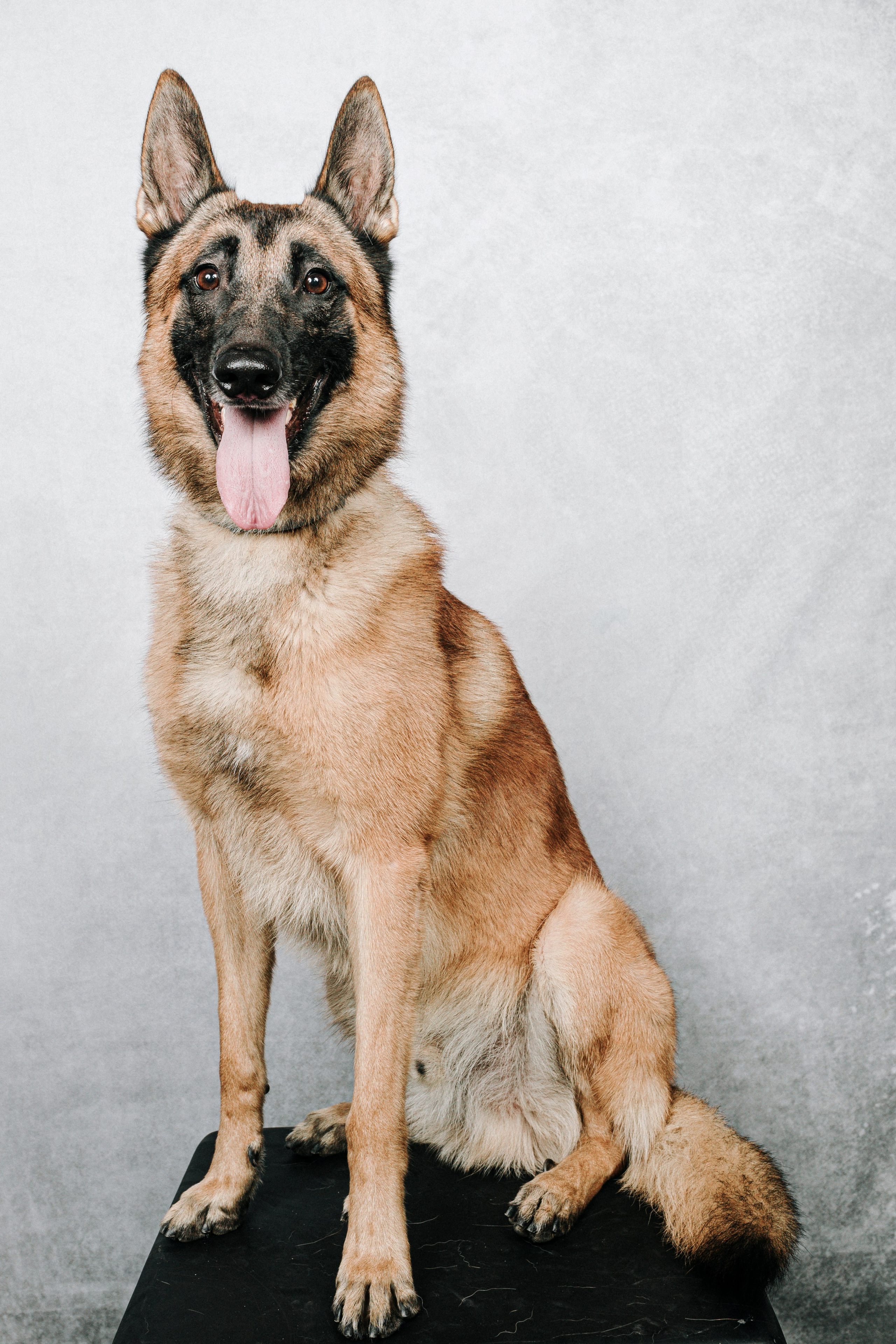 Fotografía de Mascotas en Madrid - Rainbox. Rainbox Estudio de Fotografía