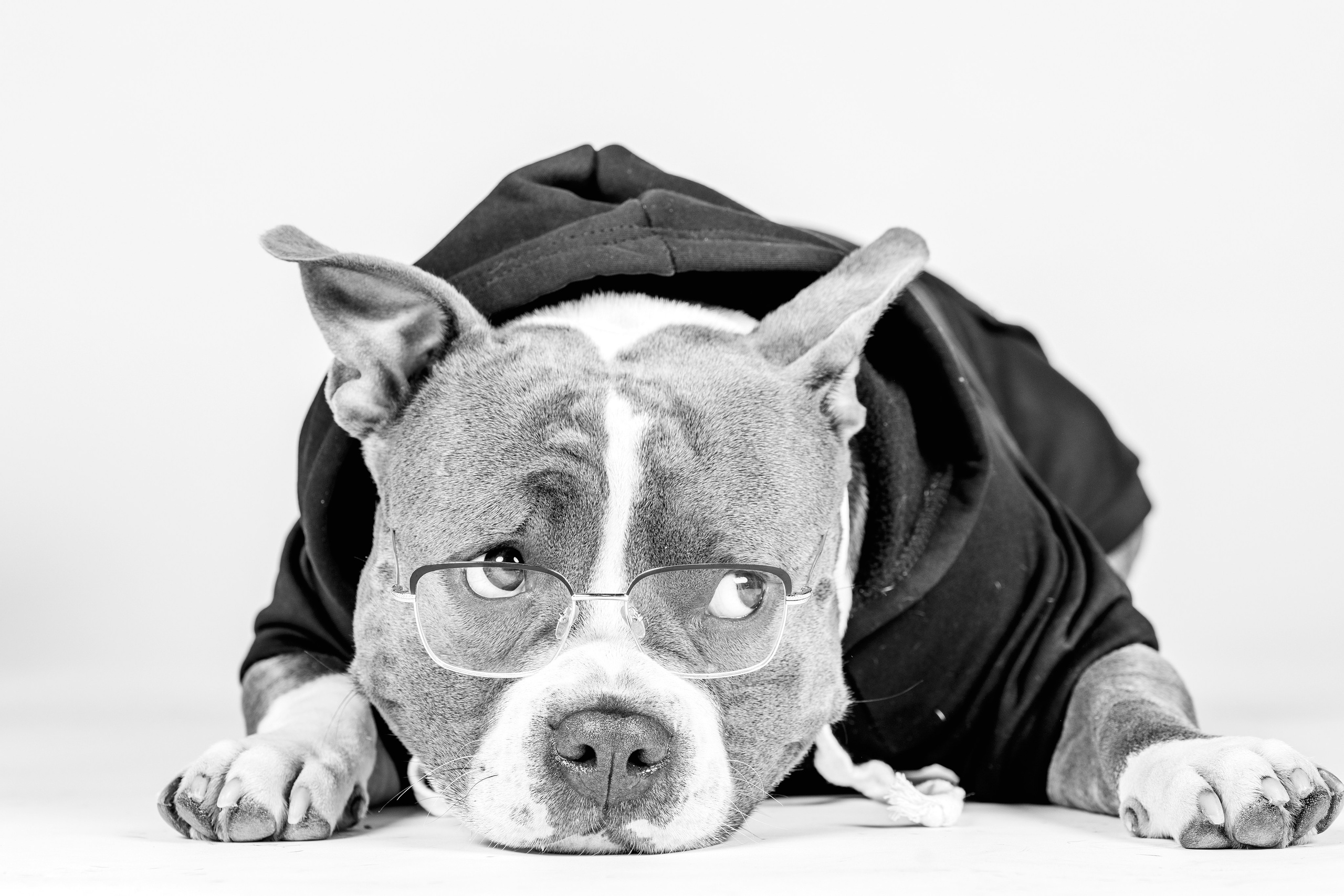 Fotografía de Mascotas en Madrid - Rainbox. Rainbox Estudio de Fotografía