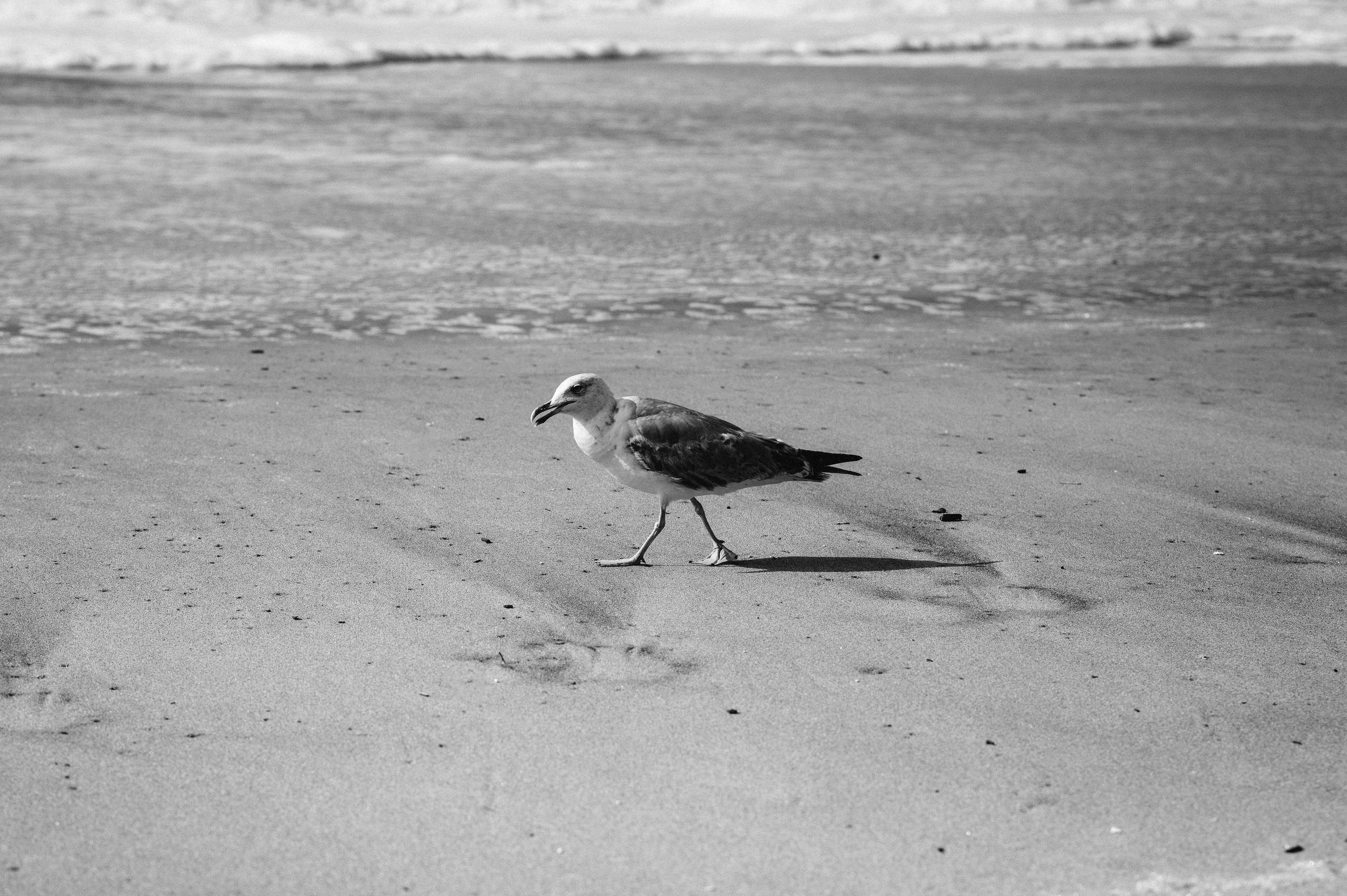 Ședință foto de nuntă pe plaja Adraga – emoție la malul oceanului Atlantic. Valentin Melen — wedding photographer