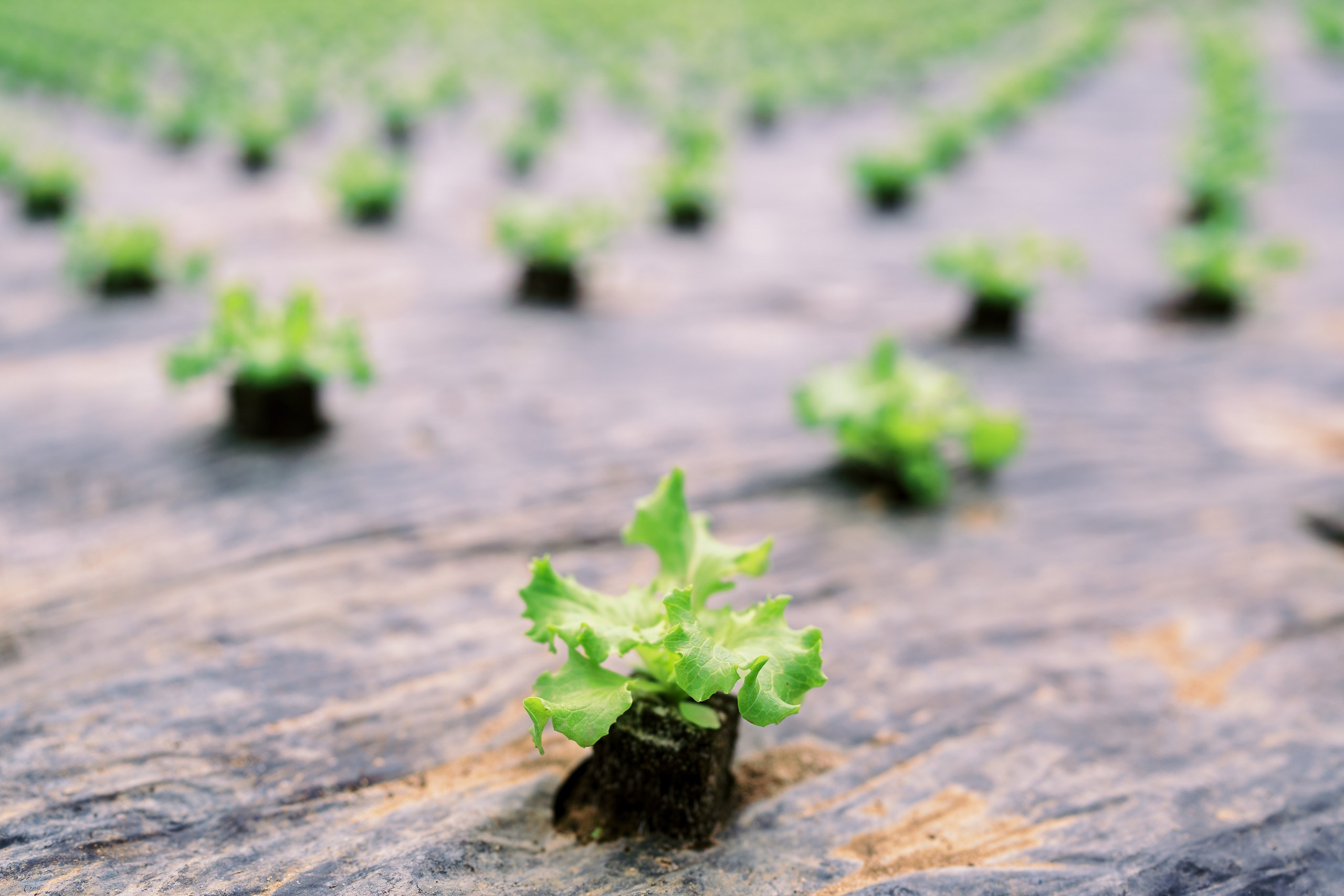 Olho Marinho — 100 Years of History Documentary | Beyond Creative. Beyond Creative 20 | Cinematic Video & Photography Production Lisbon & Algarve