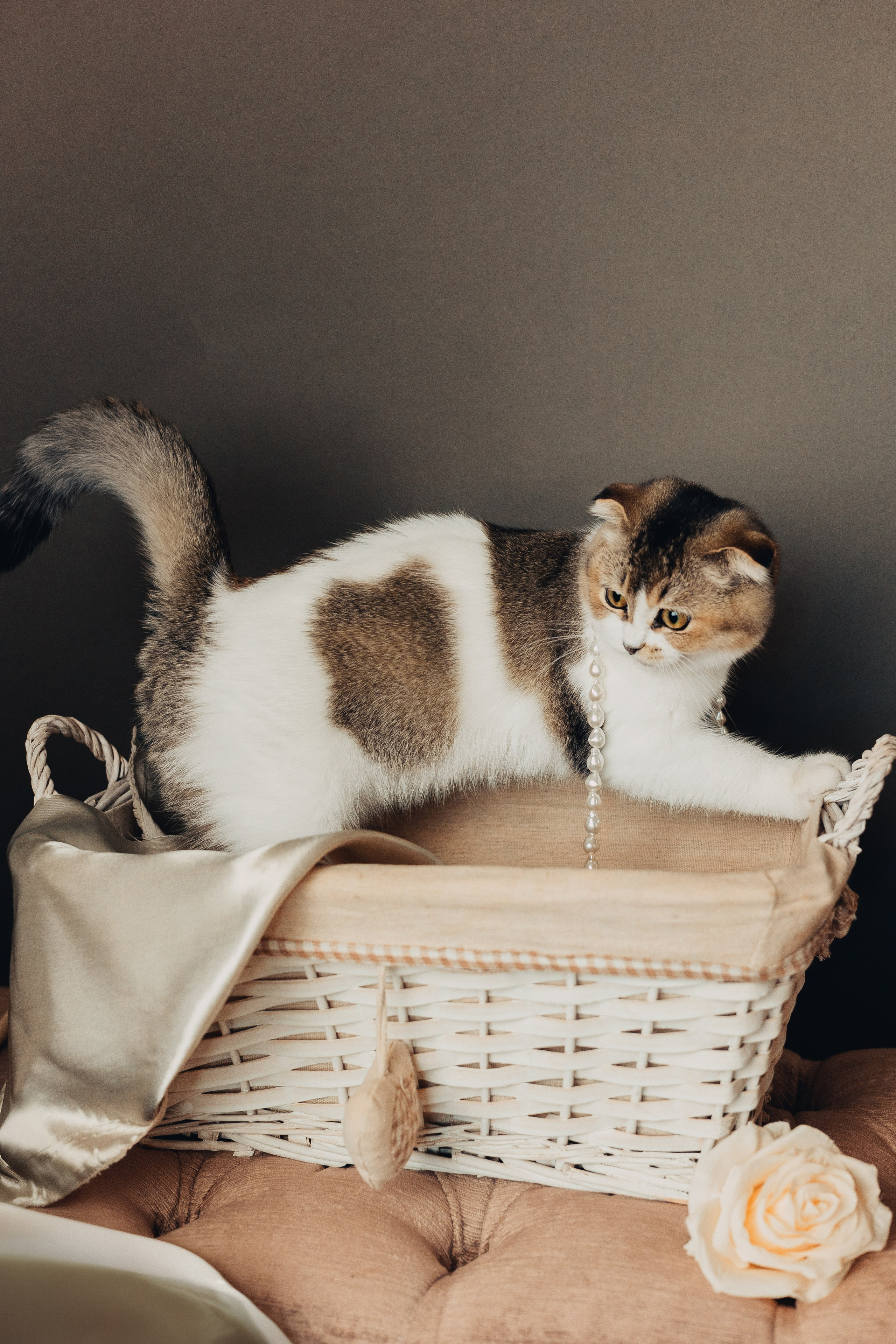 Pet photography. Photography & videography for brands. Individual shooting. Midlands, England