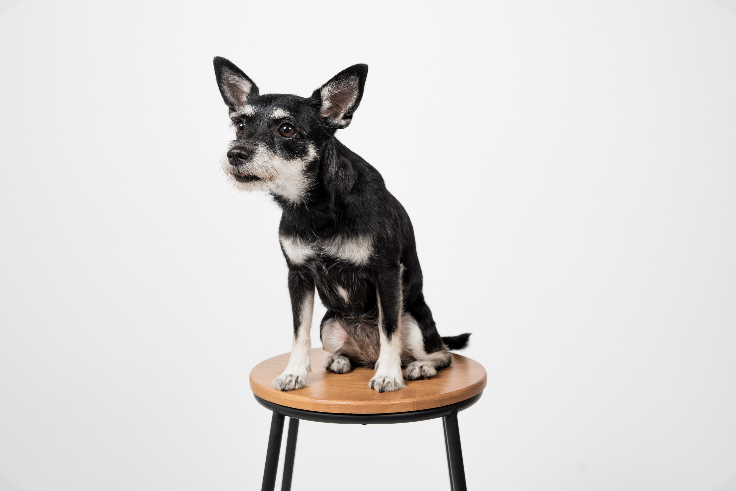 Fotografía de Mascotas en Madrid - Rainbox. Rainbox Estudio de Fotografía