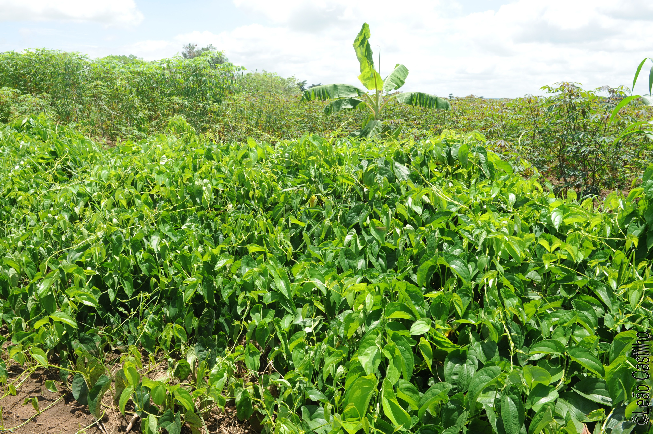 Photos of agriculture for the people of Muindi project. Simbahalu