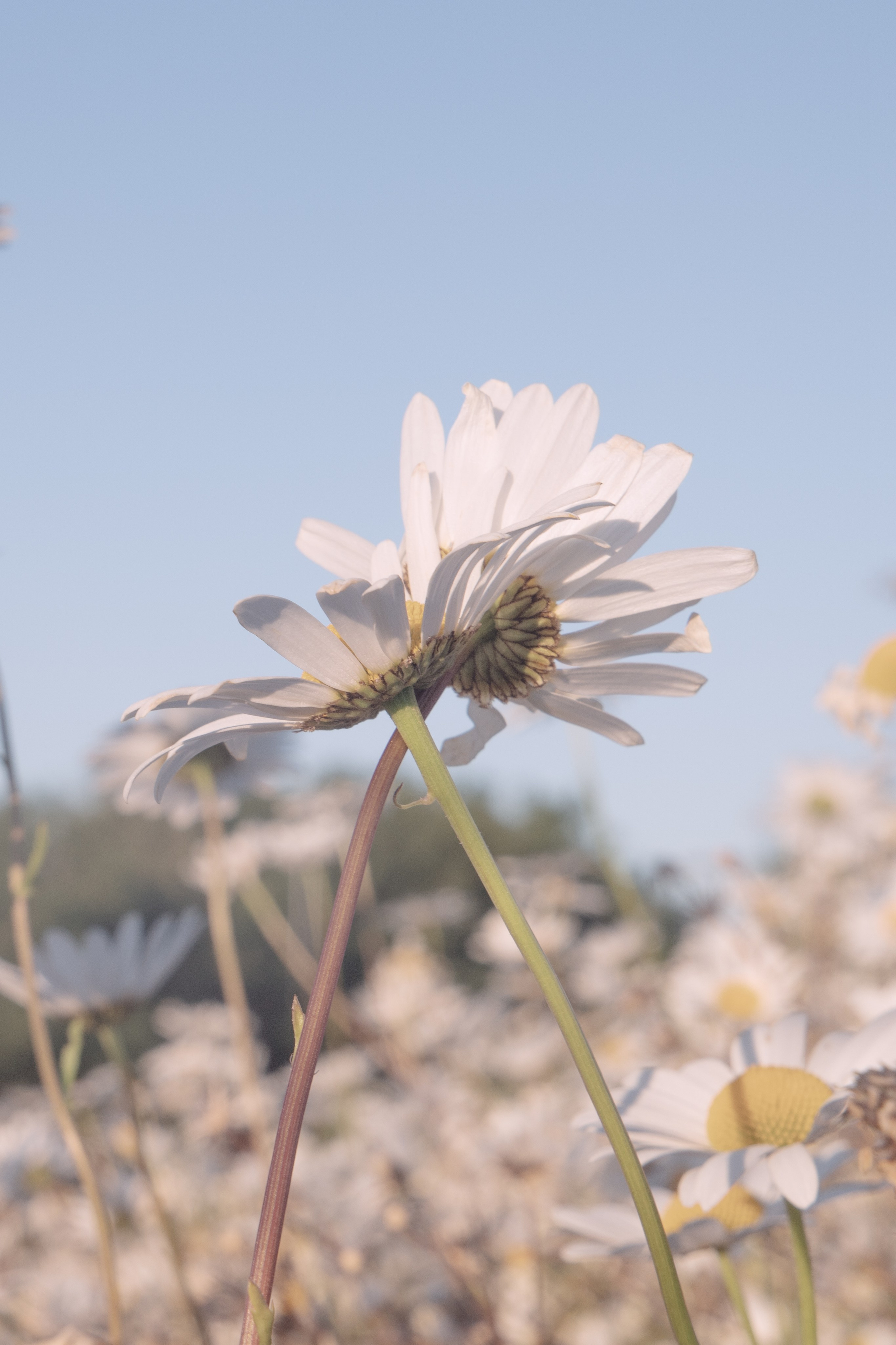 In Harmony with Nature. Natalja Poplavska — Visual artist, Photographer, East Sussex, London