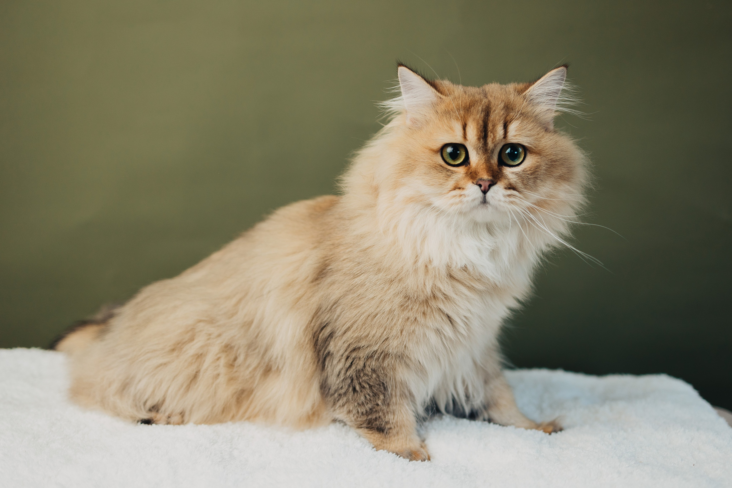 Pet photography. Photography & videography for brands. Individual shooting. Midlands, England