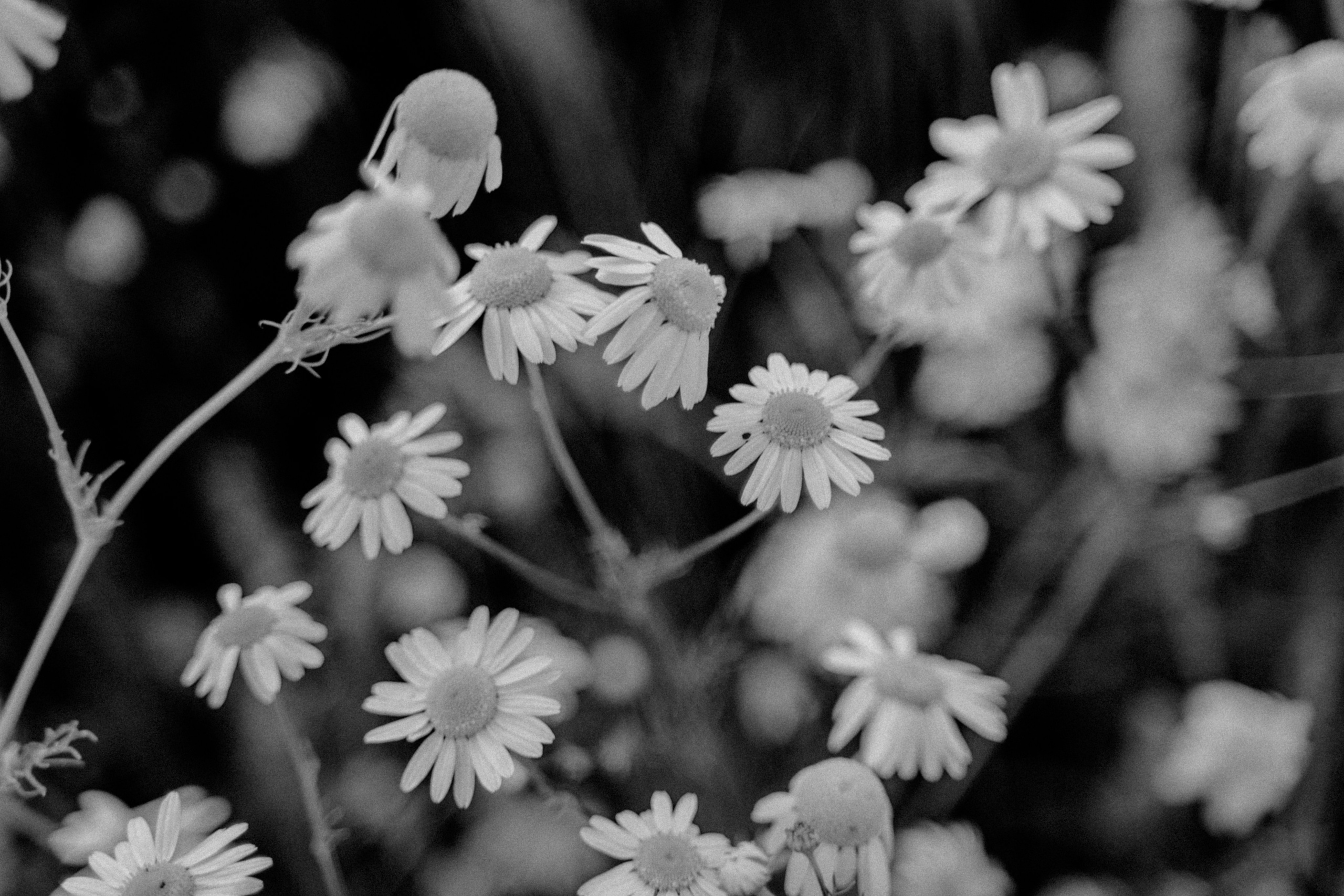 Authentische und emotionale Familienfotos in Landshut und Umgebung