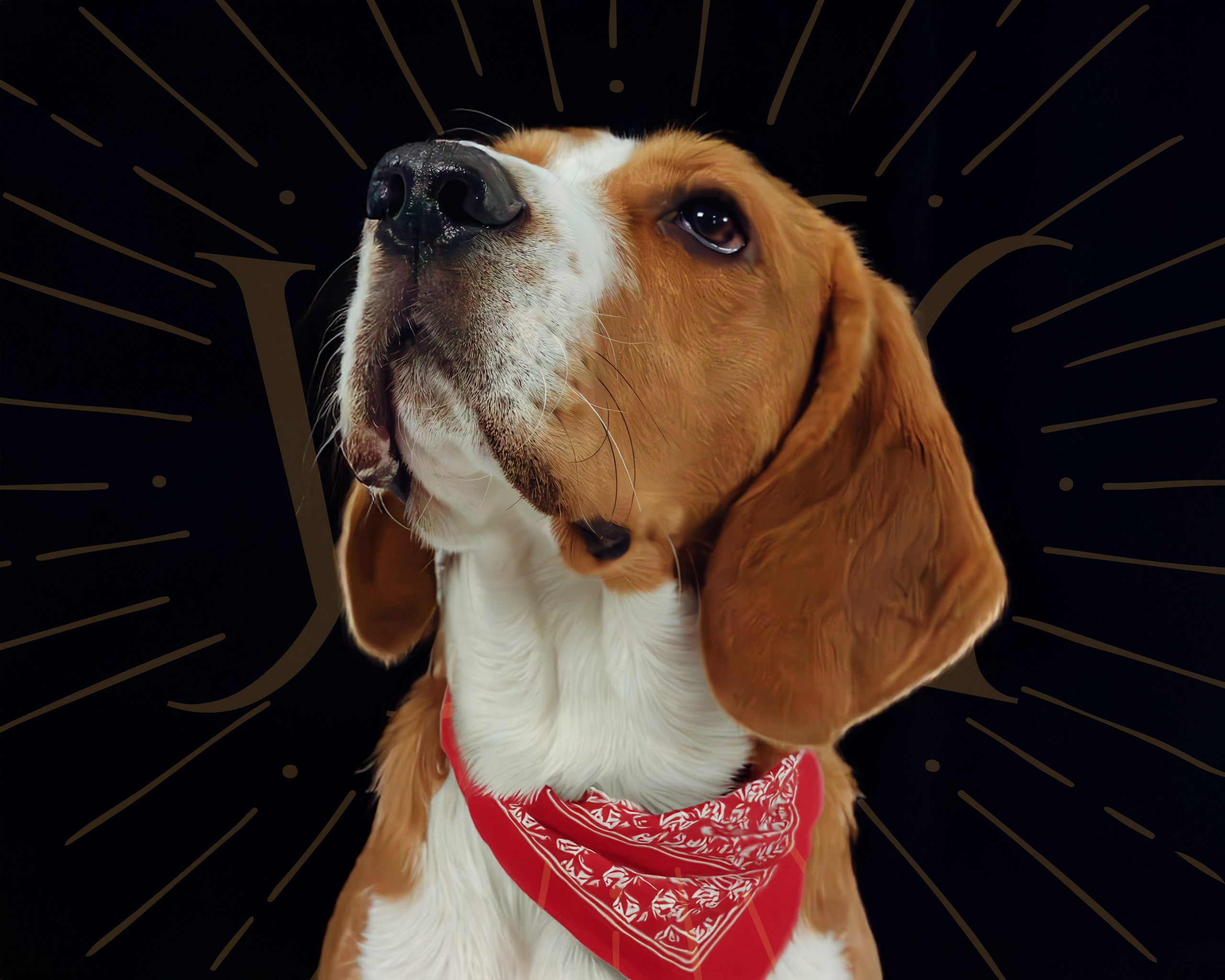 Fotografía animal. Inicio