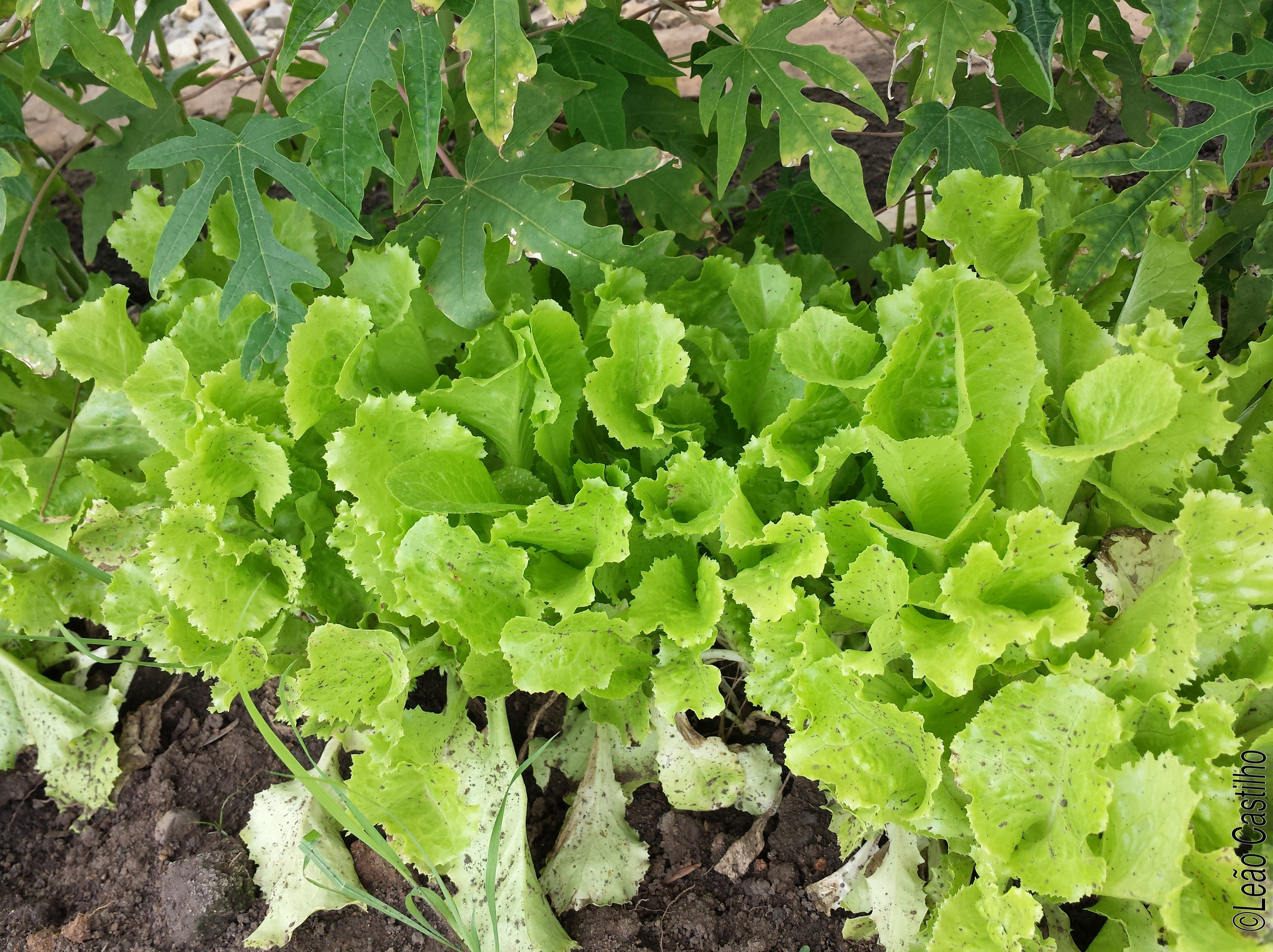 Photos of agriculture for the people of Muindi project. Simbahalu