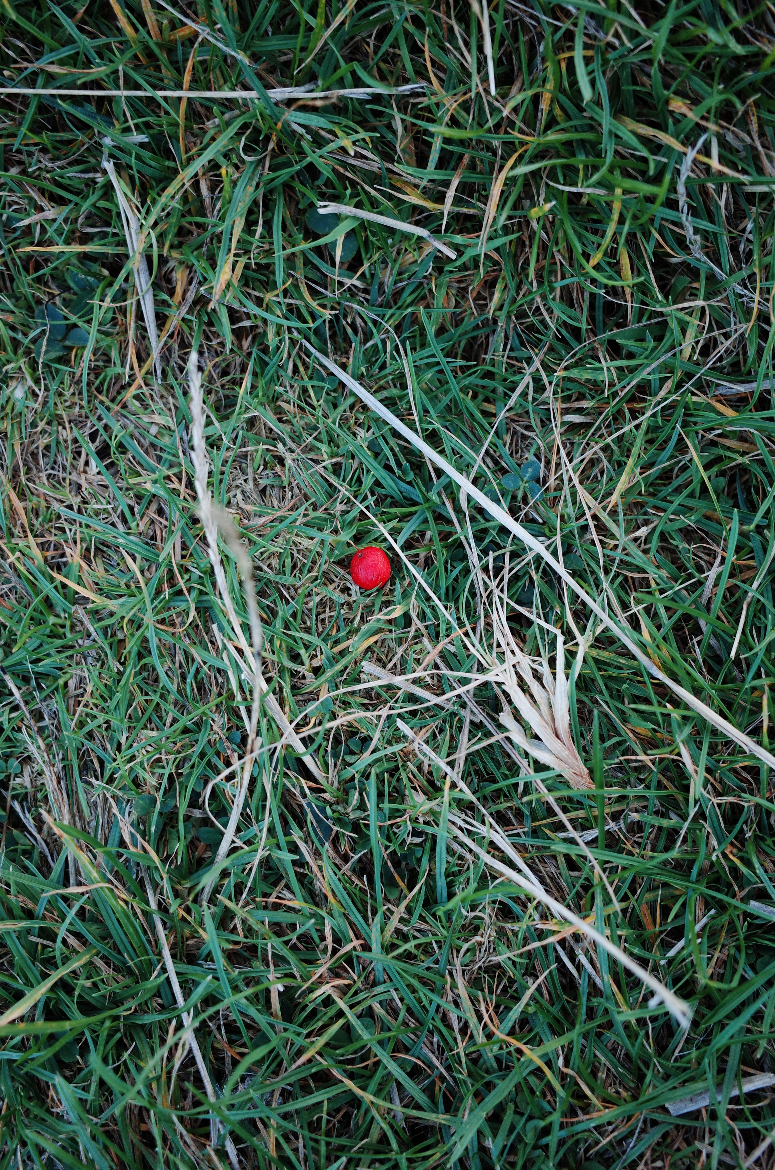 Гербарий. Виктория Дини. Арт-фотография