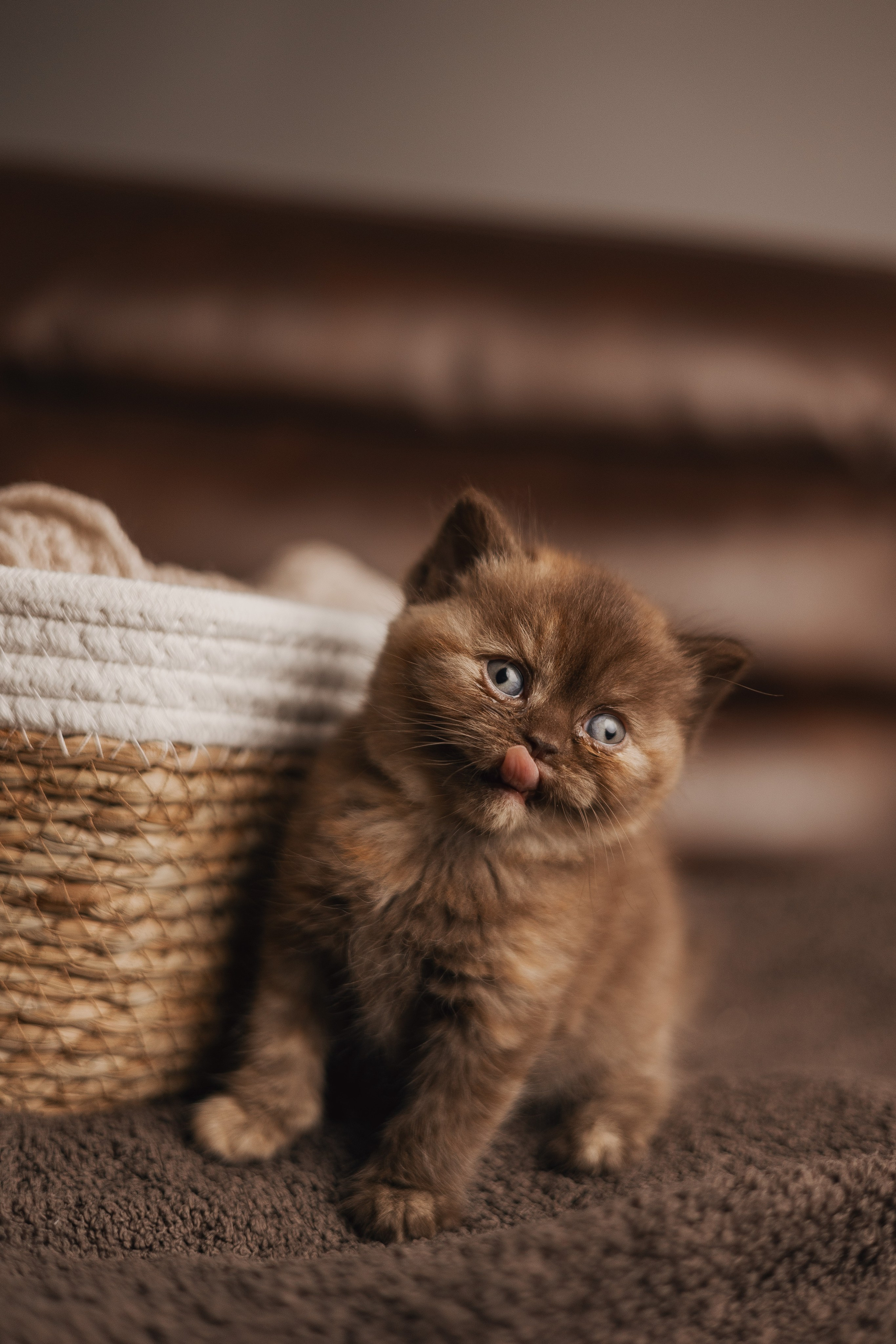 Pet photography. Photography & videography for brands. Individual shooting. Midlands, England