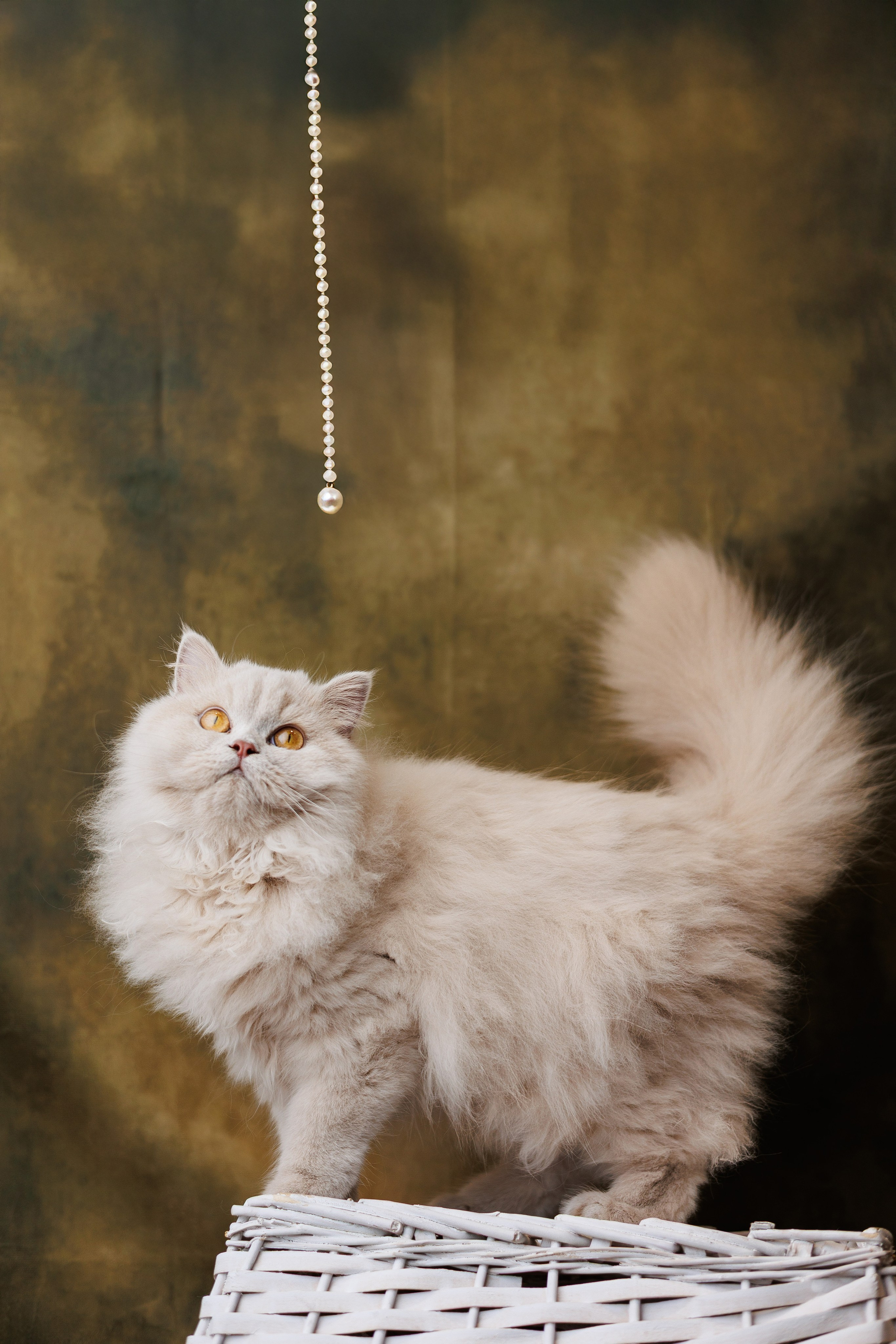 Pet photography. Photography & videography for brands. Individual shooting. Midlands, England